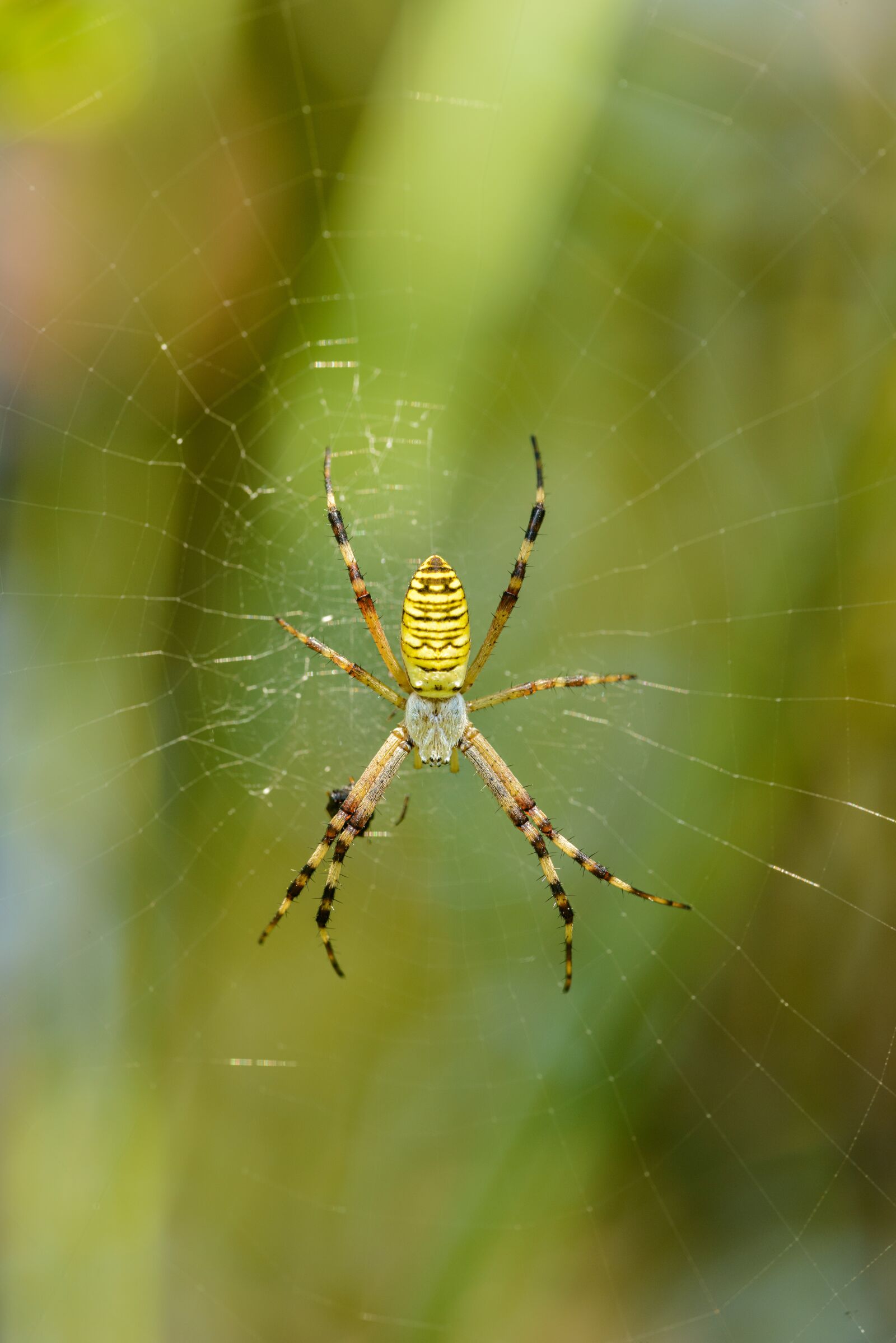 Nikon D800E sample photo. Spider, crusader, striped photography