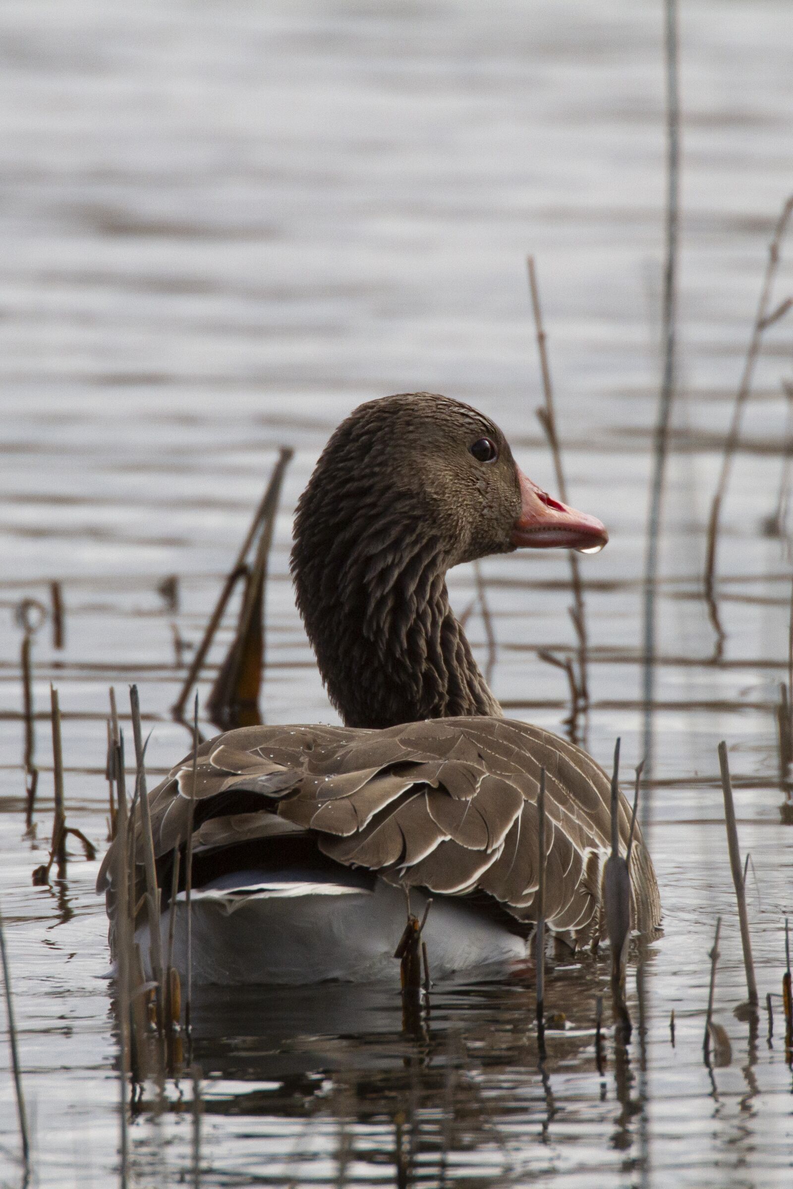 Canon EOS 7D sample photo. Goose, ny ril d photography