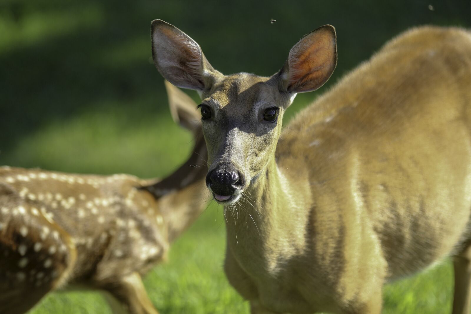 Canon EOS 60D sample photo. Deer, fawn, west virginia photography