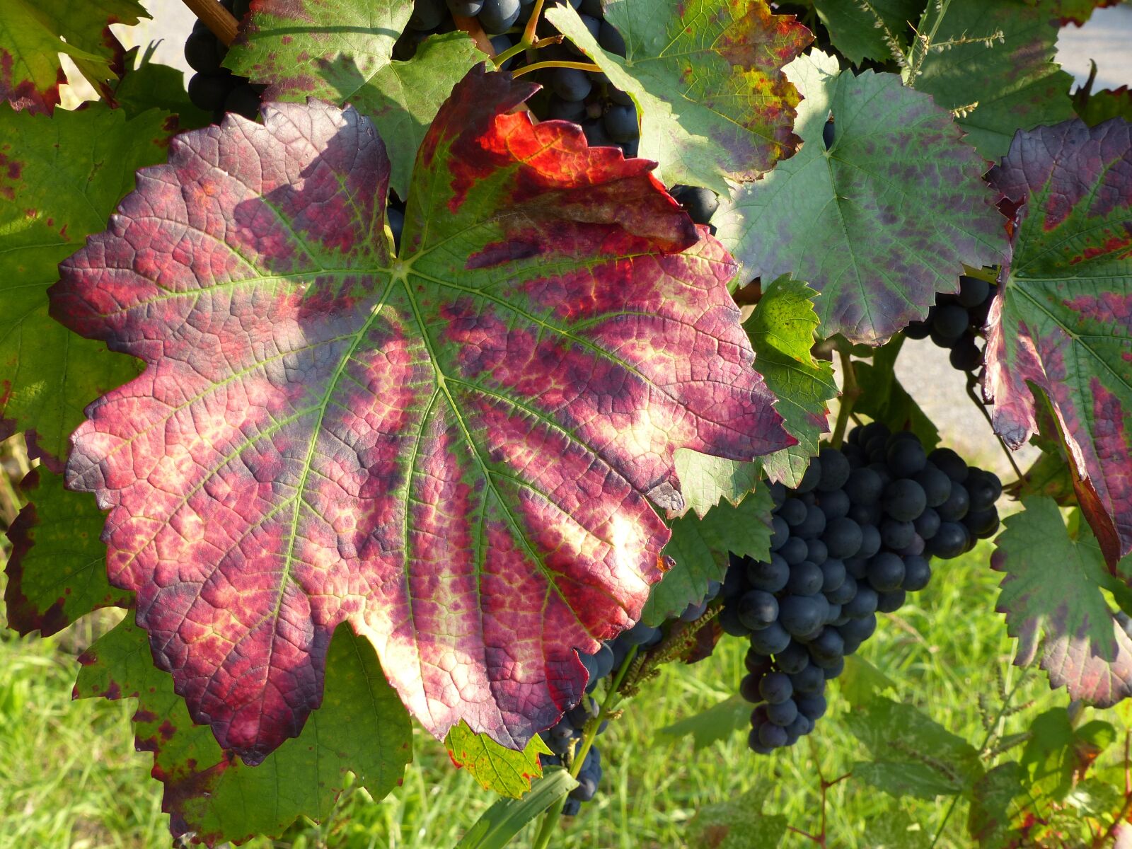 Panasonic Lumix DMC-FZ200 sample photo. Wine leaf, red, stained photography