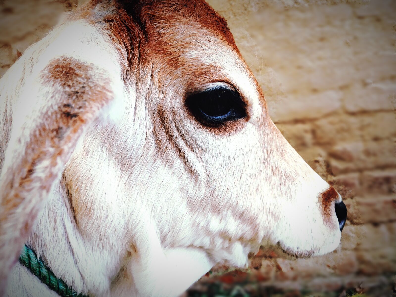 Xiaomi Redmi Y2 sample photo. Cow, cow baby, animal photography
