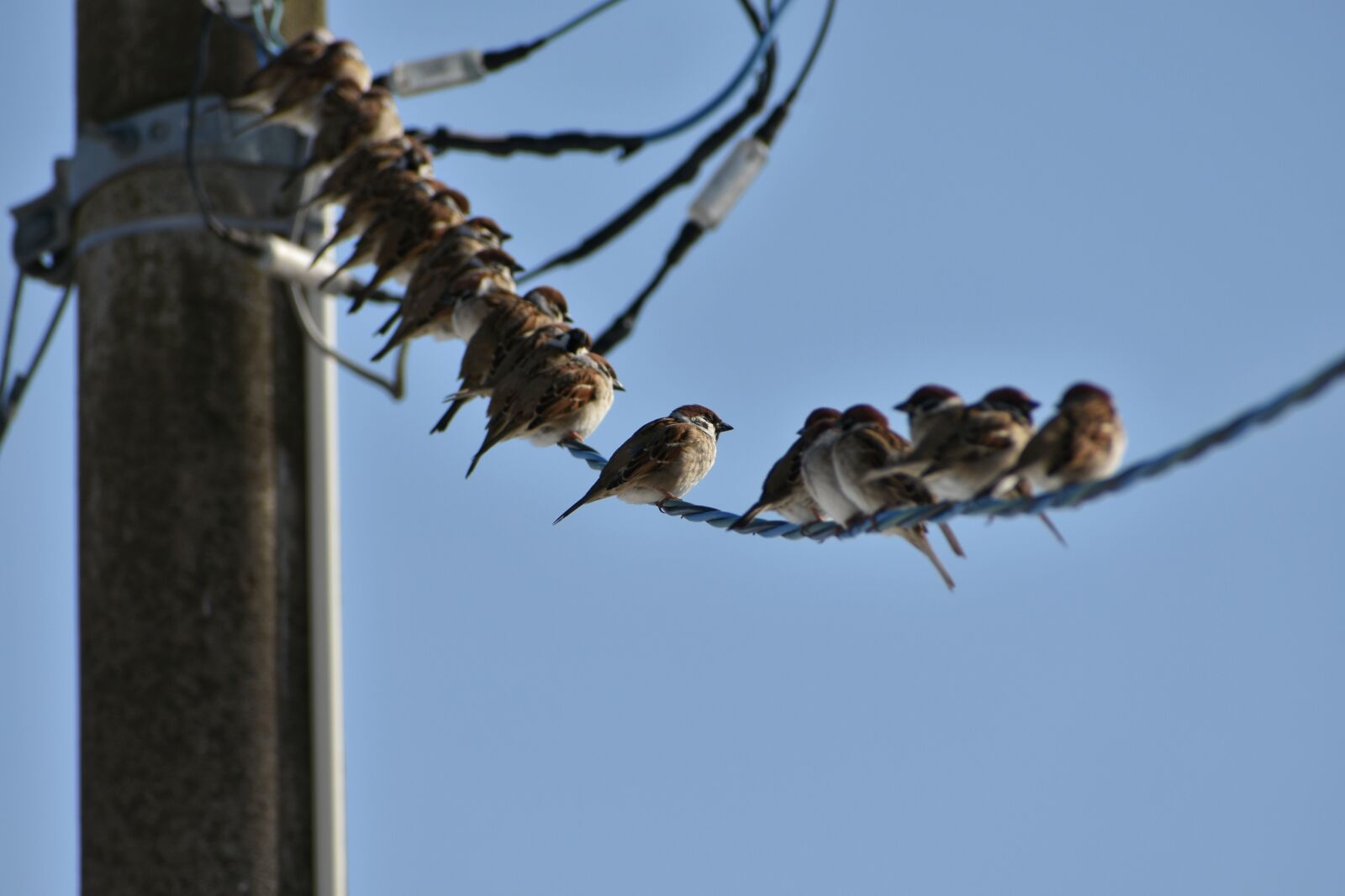 Nikon D7200 sample photo. Animal, sky, pole photography