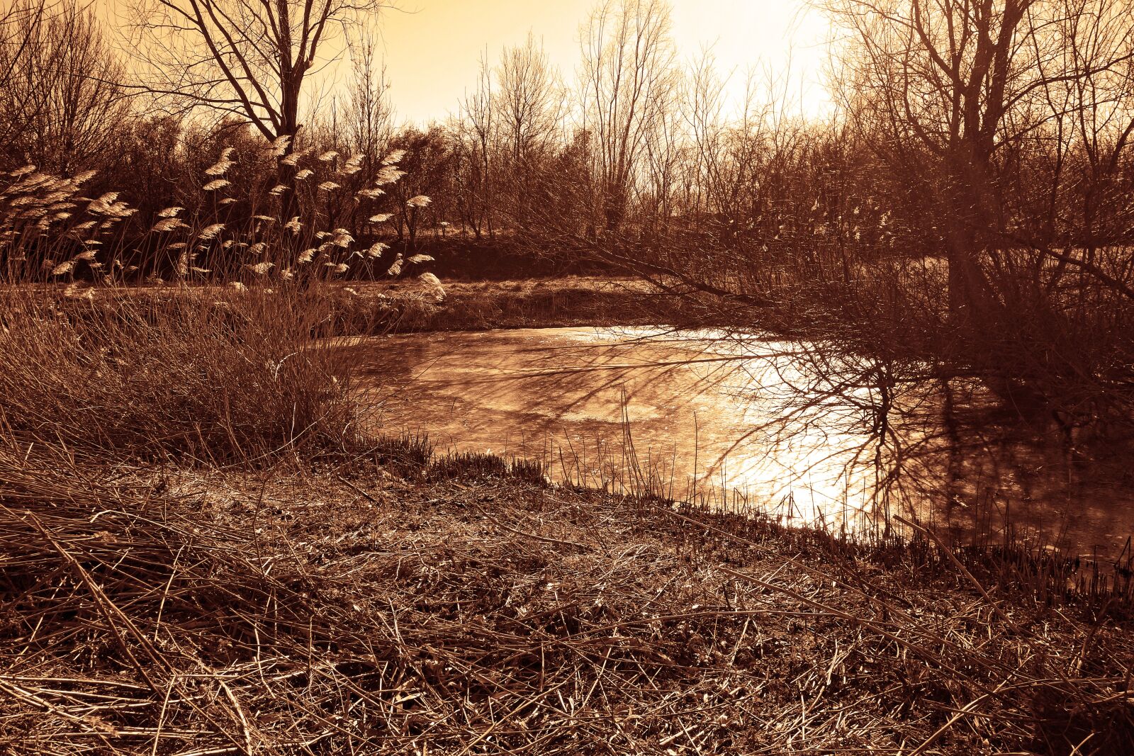 Sony Cyber-shot DSC-RX100 sample photo. Pond, reed, plumes photography