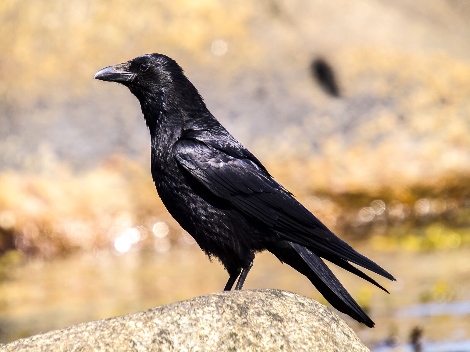 Olympus E-5 sample photo. Crow, carrion crow, bird photography
