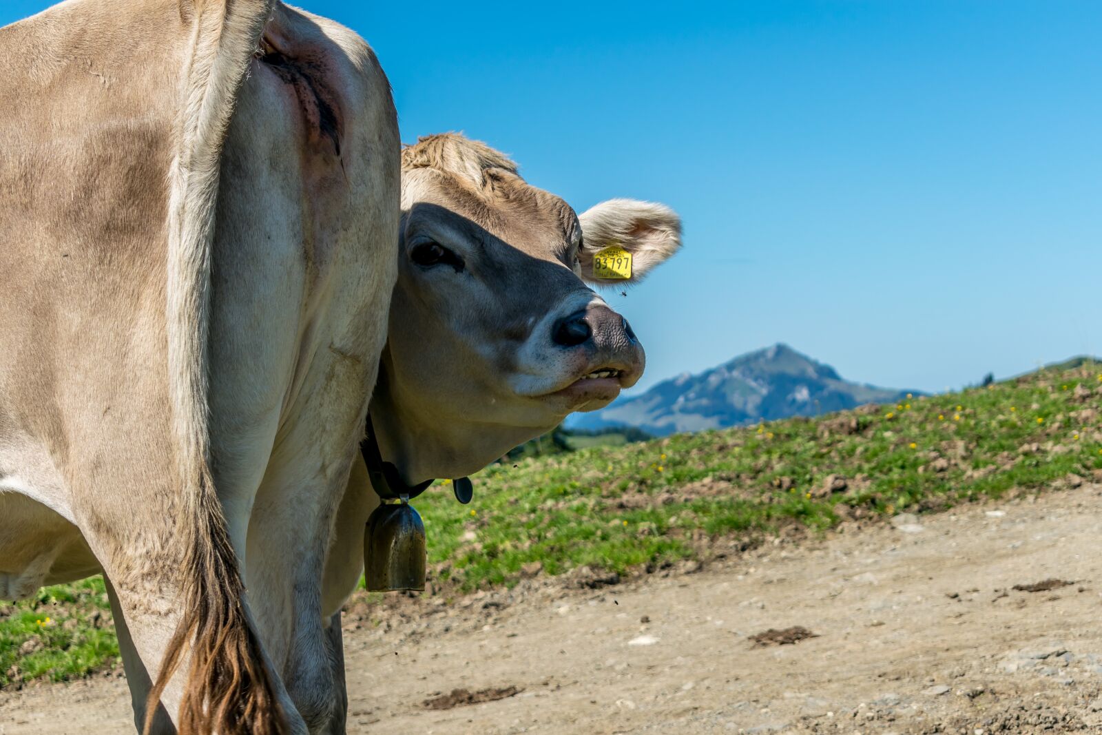 Nikon D5300 sample photo. Cow, mountains, bio photography