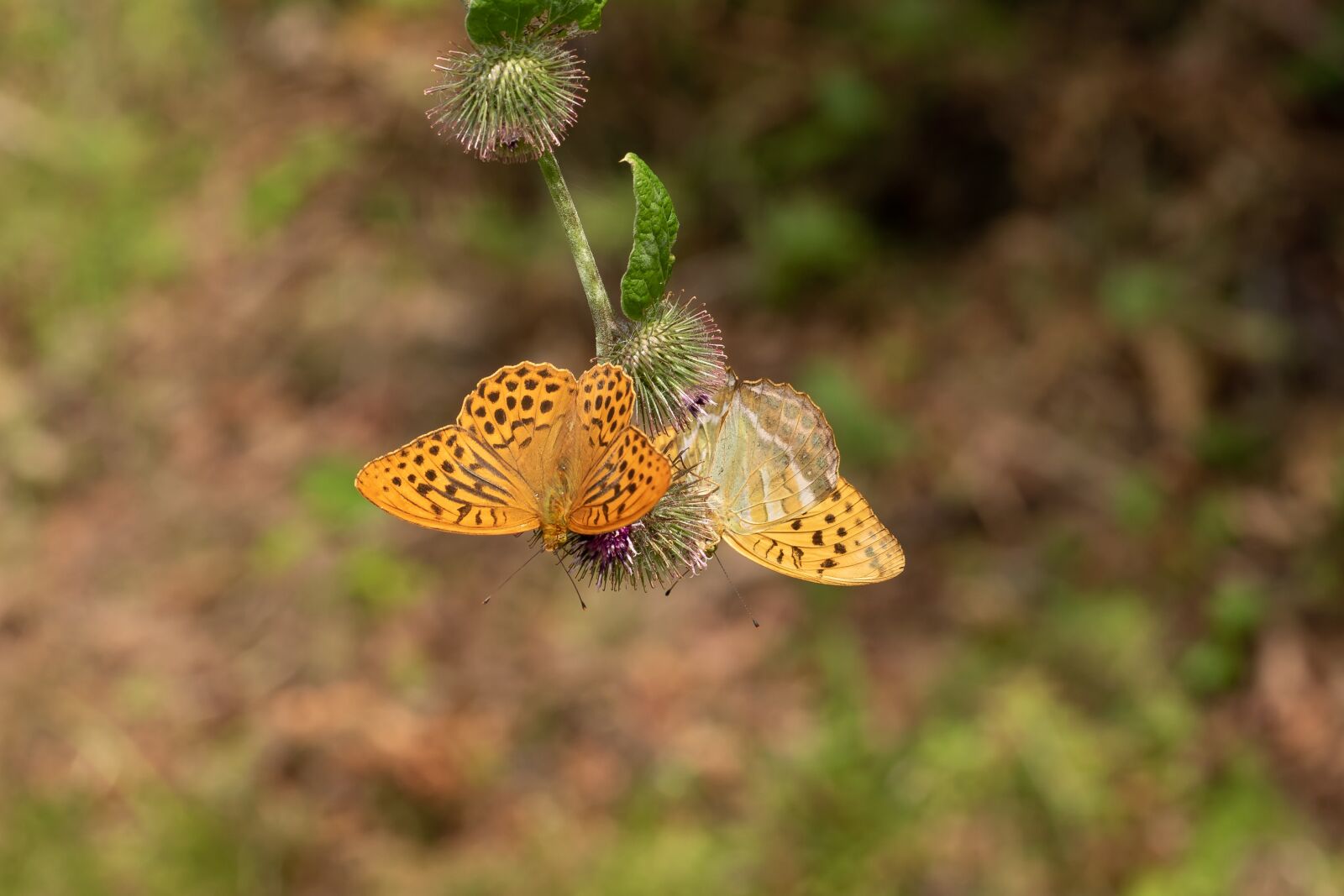 Canon EOS 7D Mark II sample photo. Fritillary, blossom, bloom photography