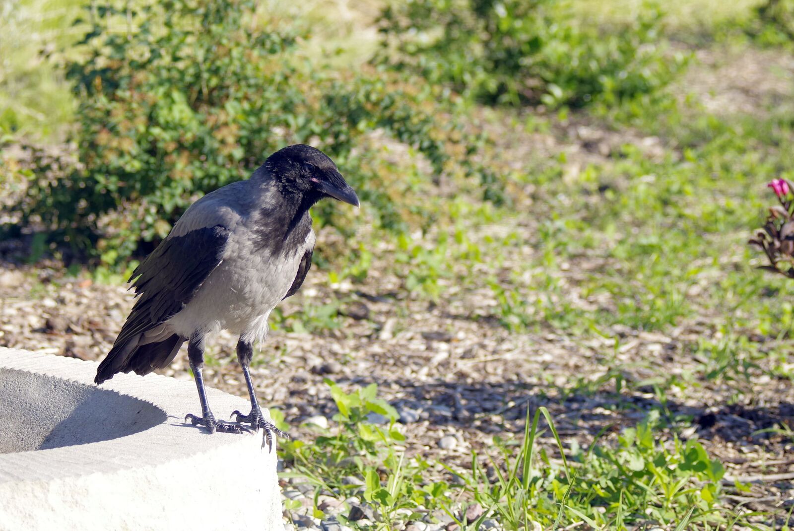 Pentax K-S2 sample photo. Crow, crows, bird photography