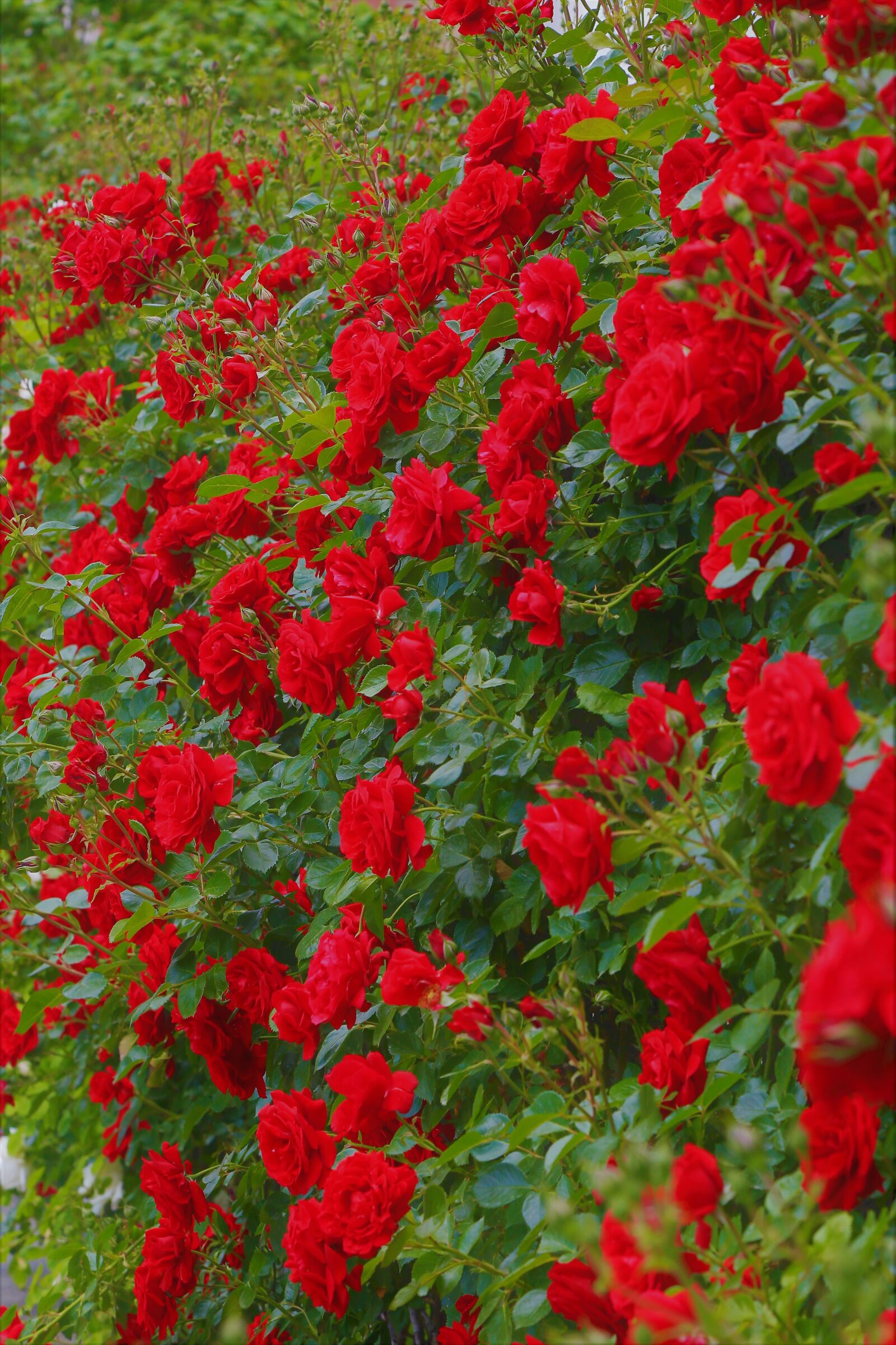 Canon EF 24-105mm F4L IS USM sample photo. Rose, spring, flower photography
