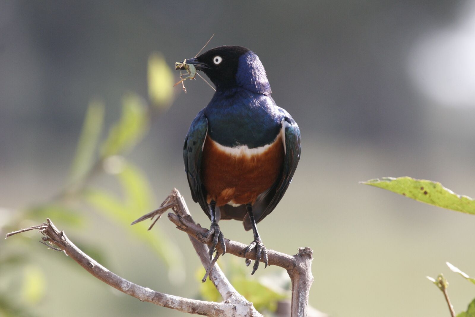 Canon EOS 20D sample photo. Bird, tanzania, africa photography
