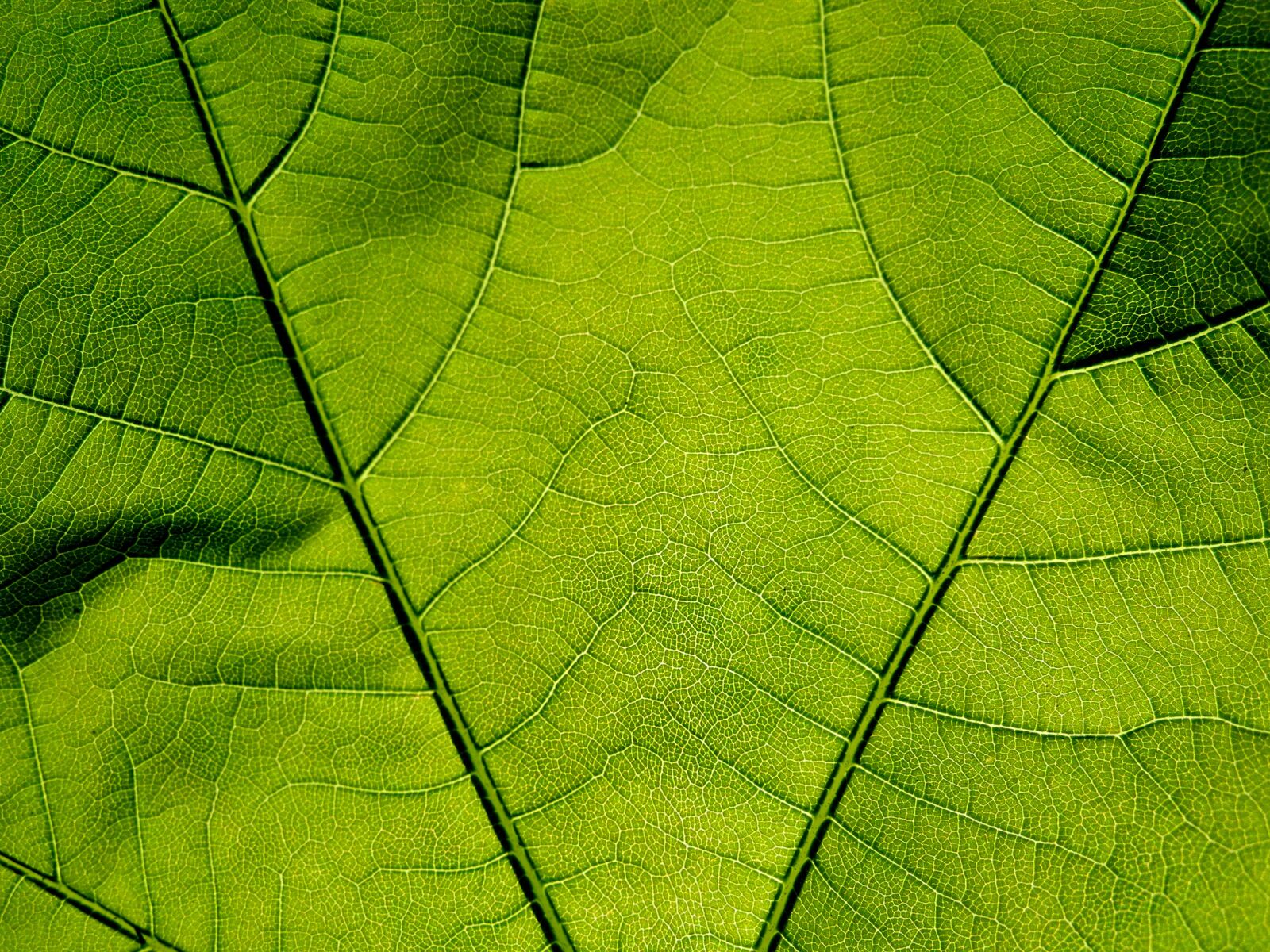 Nikon Coolpix P7000 sample photo. Sheet, texture, from photography