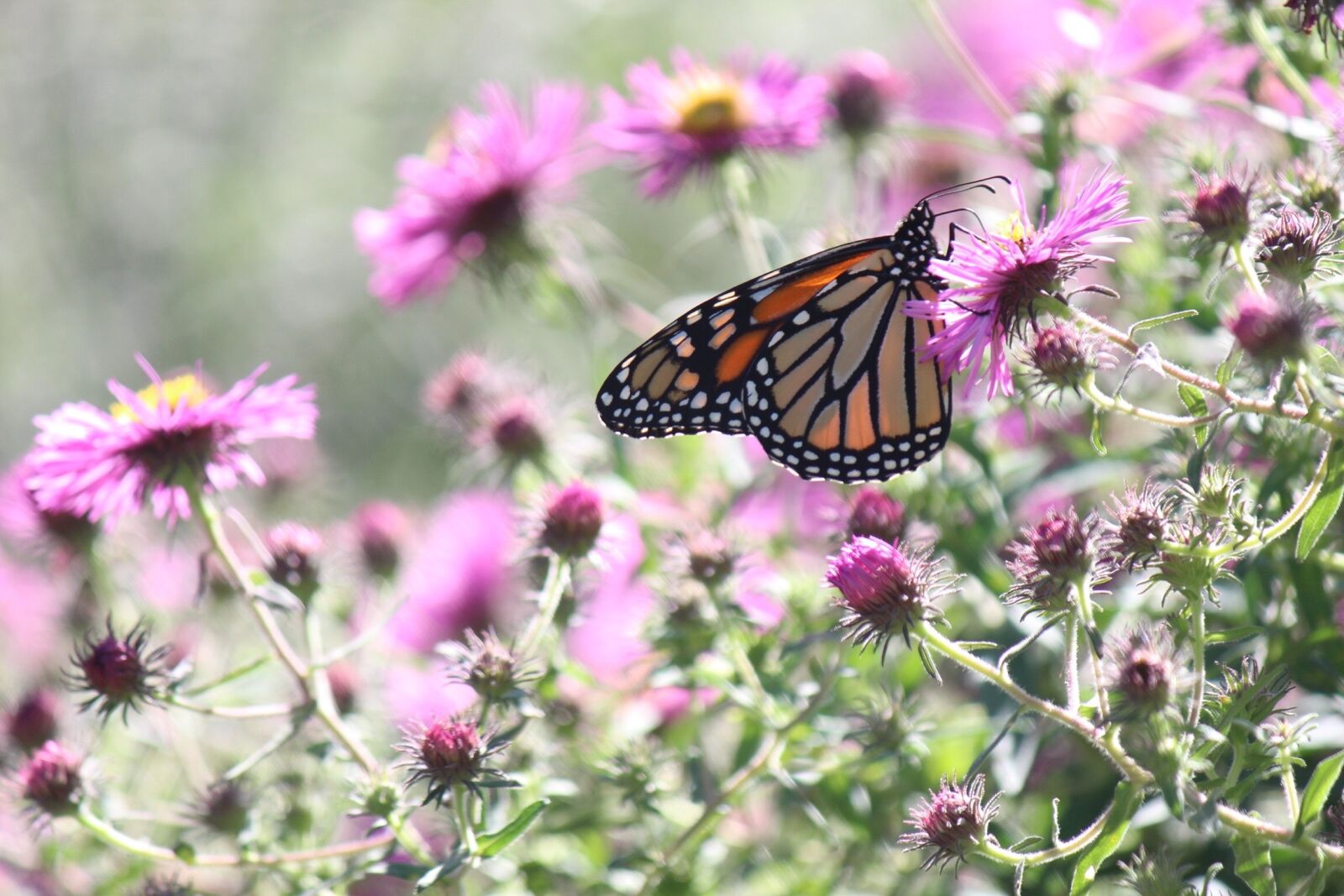 Canon EOS 600D (Rebel EOS T3i / EOS Kiss X5) sample photo. Butterfly, flower, insect photography
