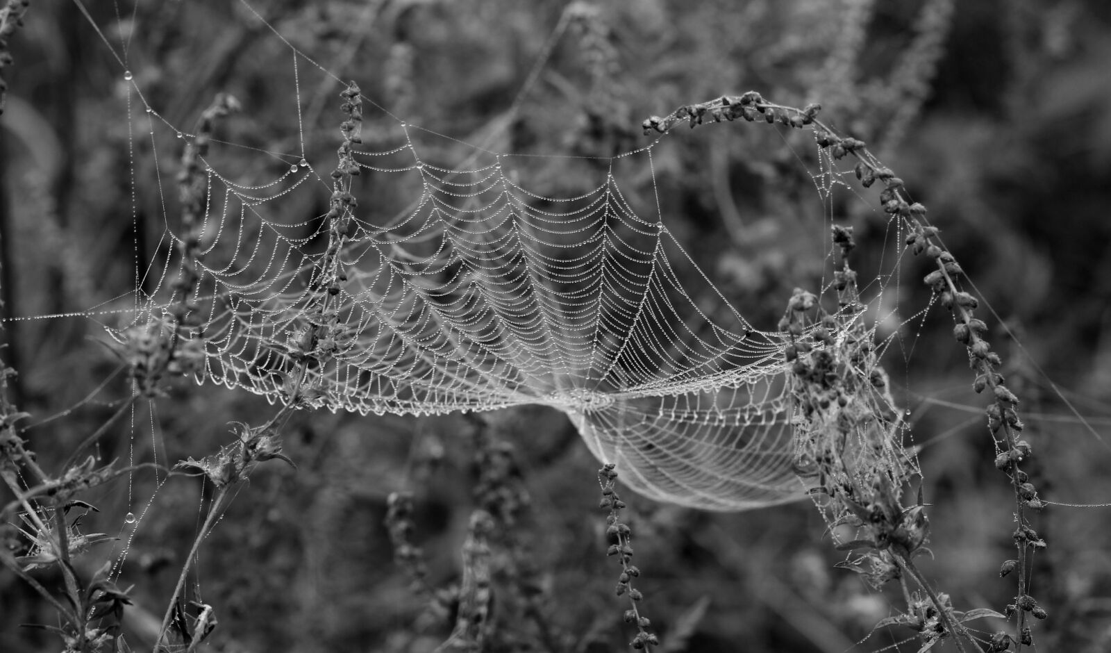 Canon EOS 700D (EOS Rebel T5i / EOS Kiss X7i) + Canon EF 85mm F1.8 USM sample photo. Spider web, drops, dew photography