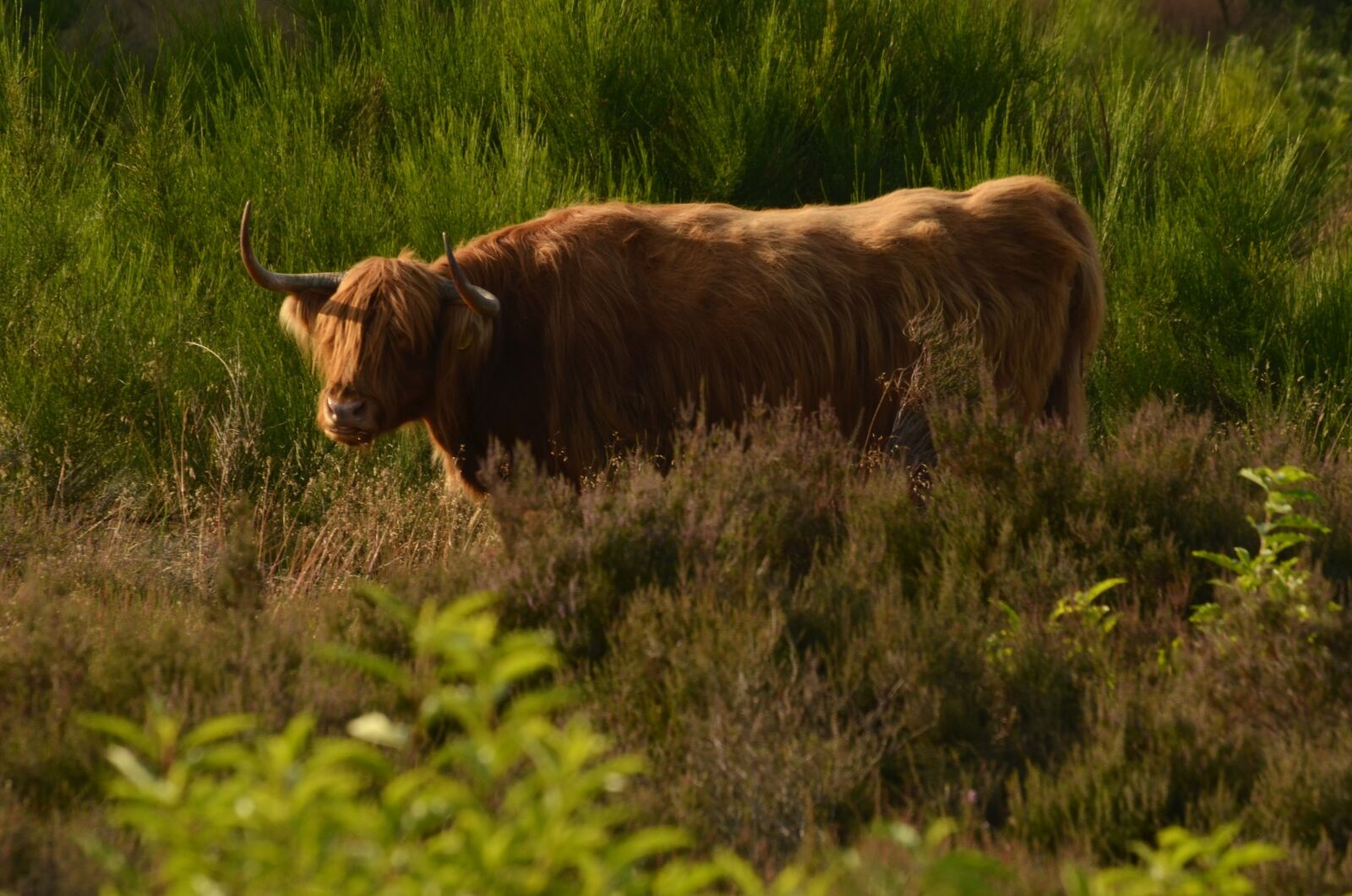 Nikon D7000 sample photo. Cow, beef, scottish photography