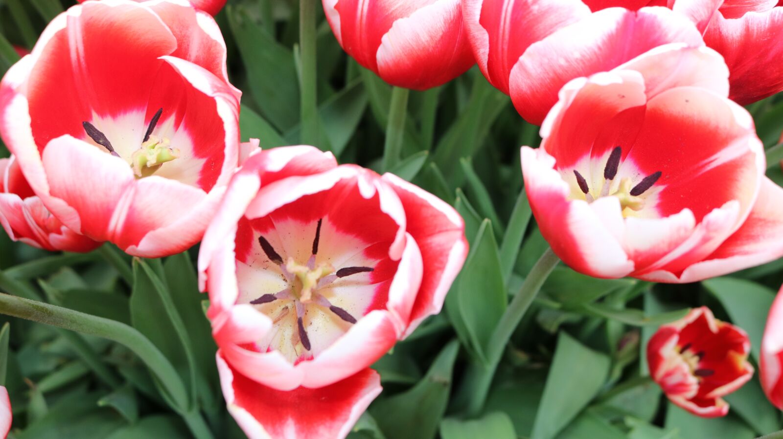 Canon EOS 750D (EOS Rebel T6i / EOS Kiss X8i) sample photo. Tulip, flower, nature photography