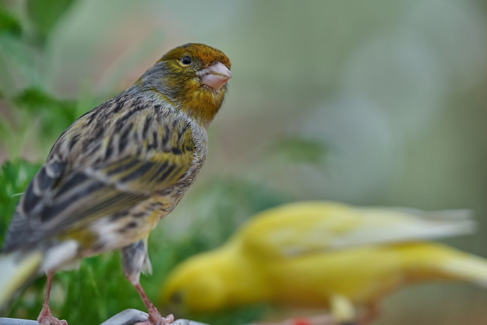 Sony FE 90mm F2.8 Macro G OSS sample photo. Bird, canary bird, eat photography