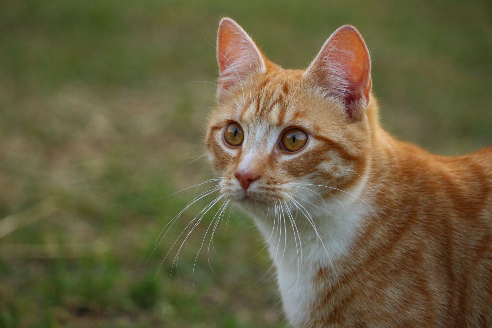Canon EOS 100D (EOS Rebel SL1 / EOS Kiss X7) sample photo. Cat, mieze, kitten photography