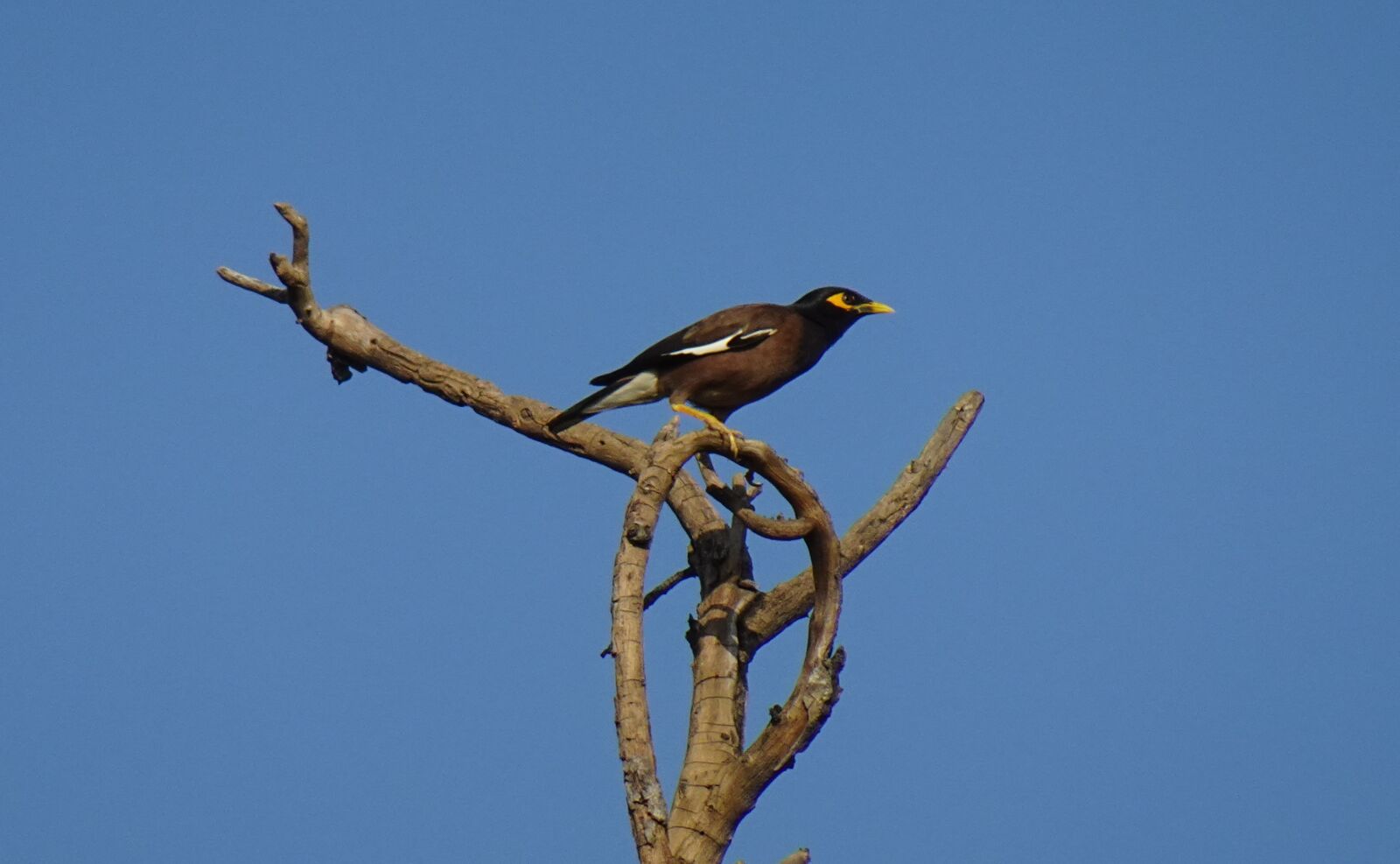 Sony DSC-WX800 sample photo. Common myna, indian myna photography