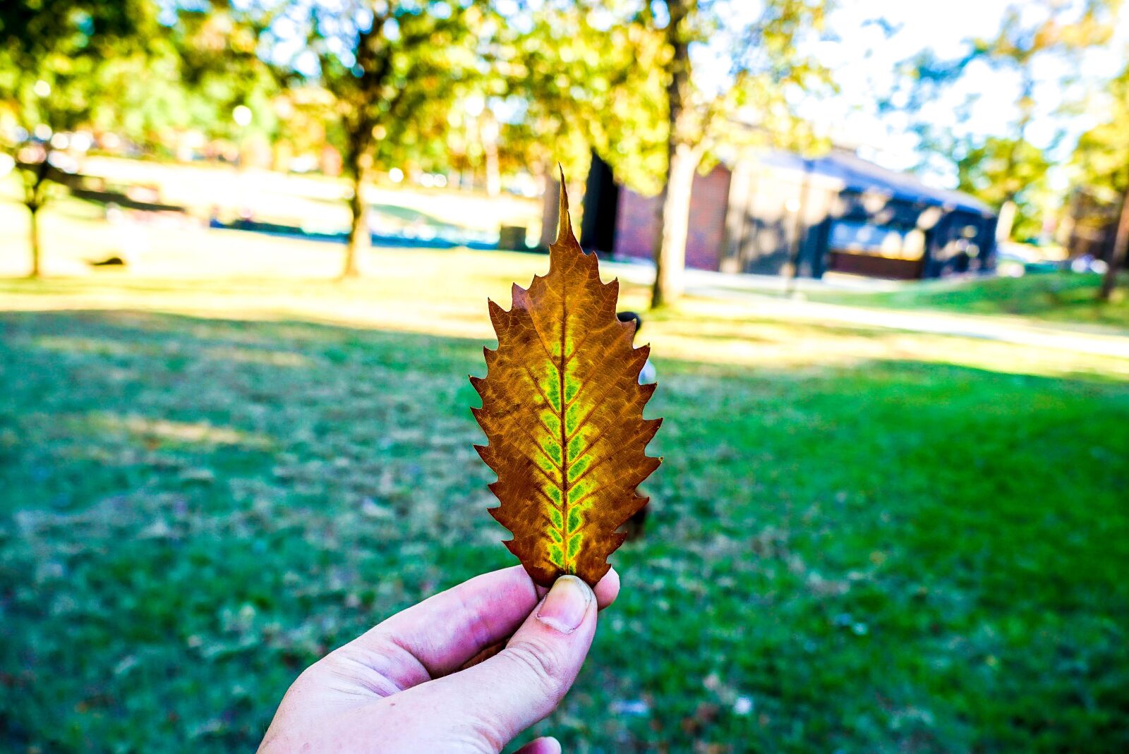 Sony a6000 sample photo. Autumn, leaf, city, park photography