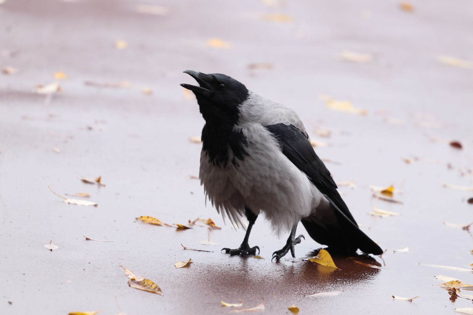 Sigma 100-400mm F5-6.3 DG OS HSM sample photo. Crow, bird, song photography