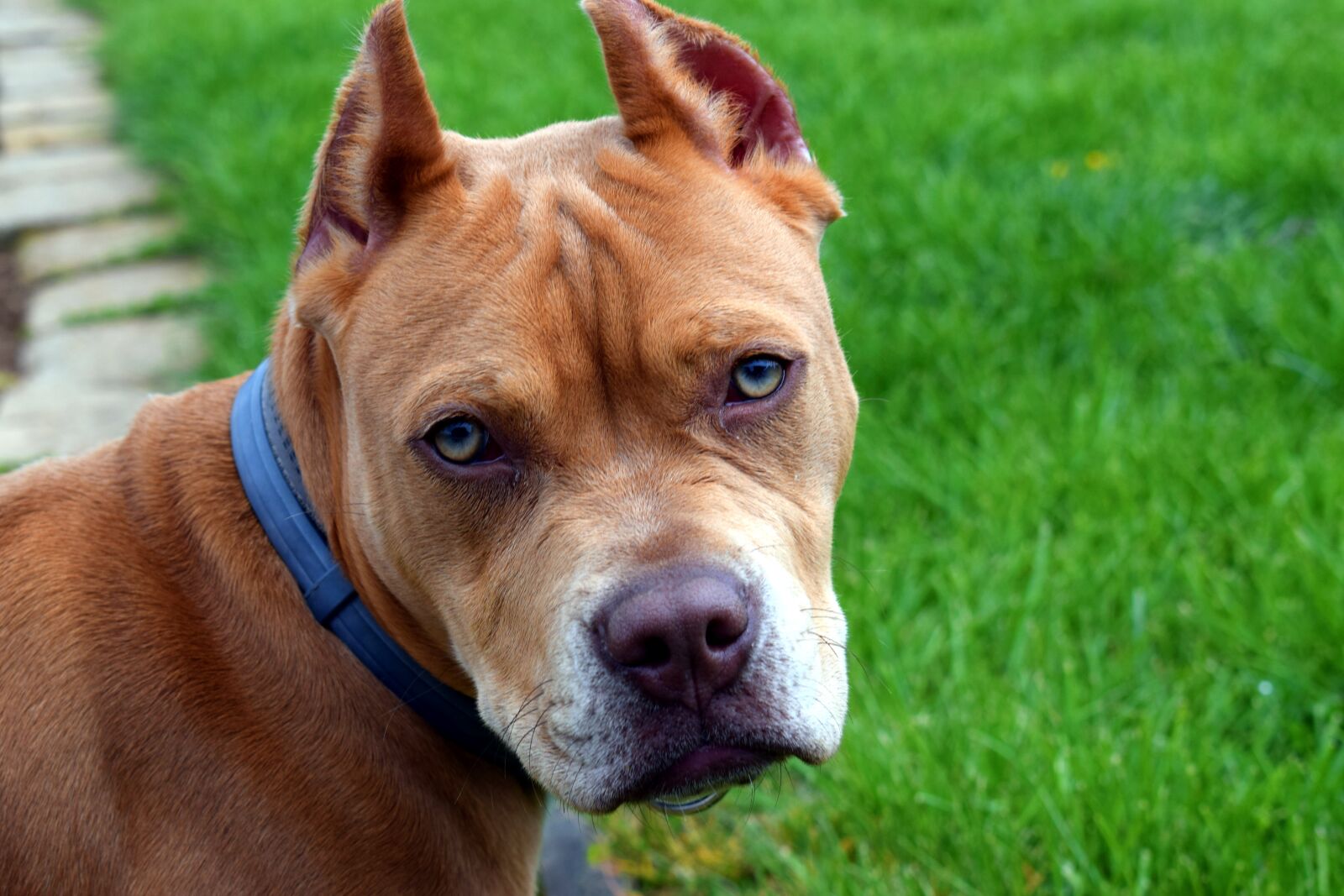 Nikon D3300 sample photo. Pit bull, grass, dog photography