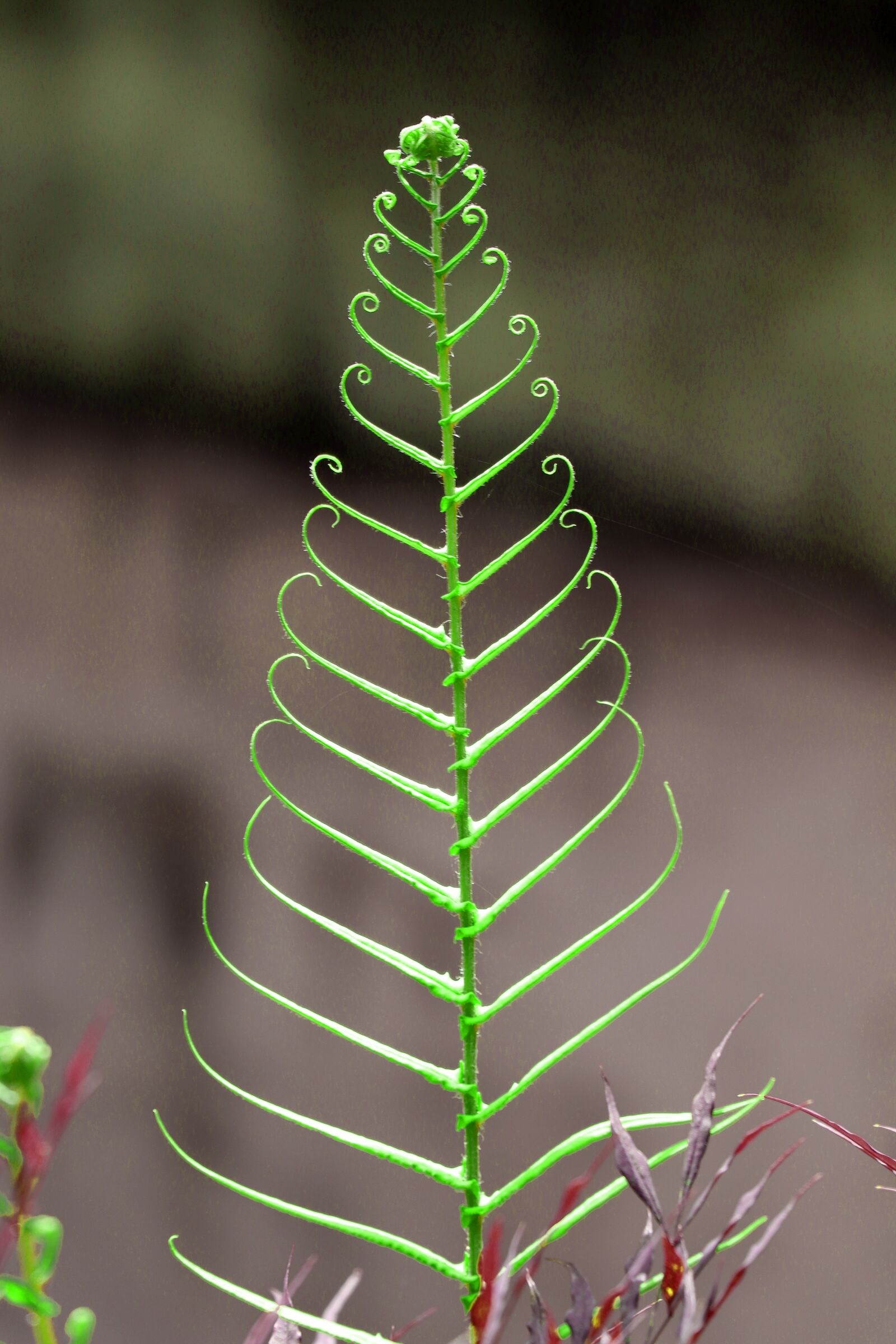 Canon EOS 77D (EOS 9000D / EOS 770D) sample photo. Nature, leaf, plant photography