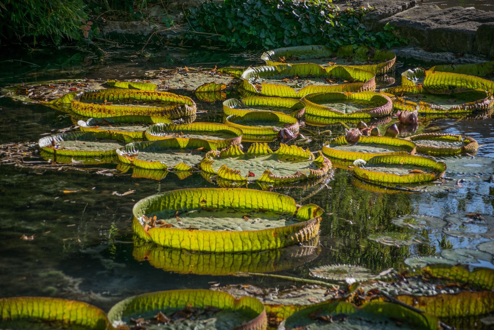 Nikon D5300 sample photo. Waterlilies, victoria, royal photography