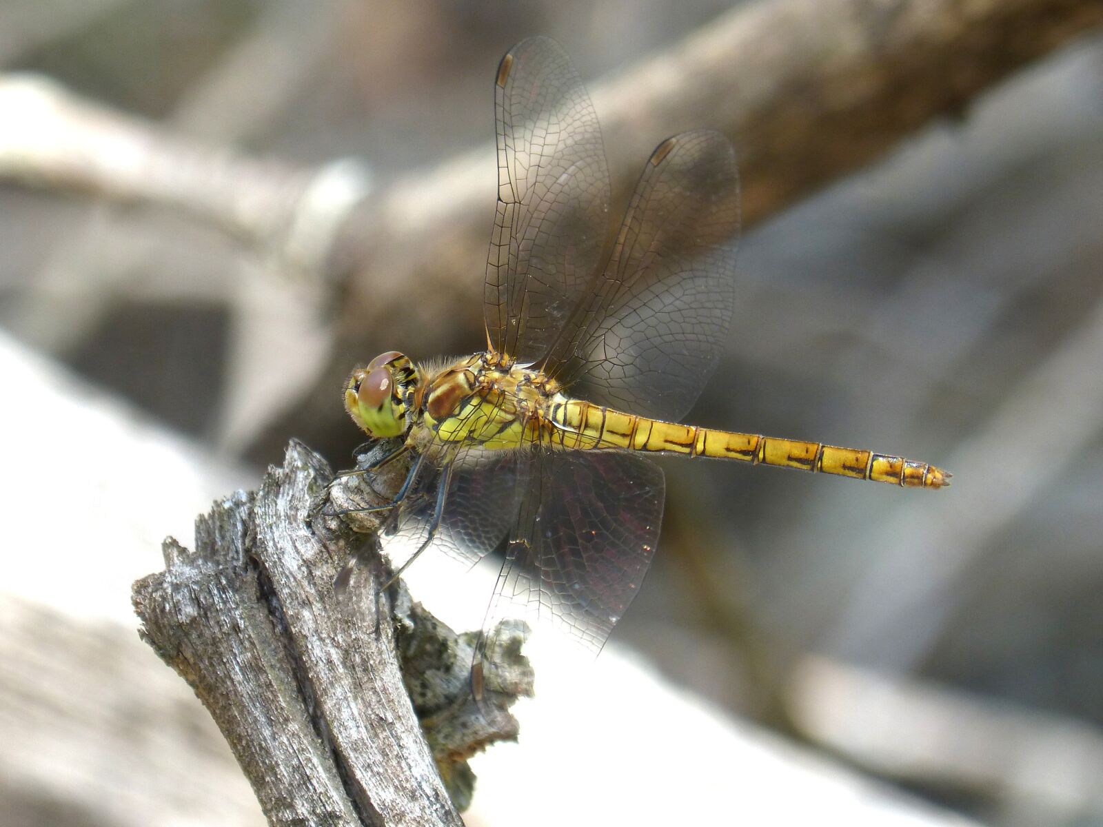 Panasonic DMC-FZ62 sample photo. Dragonfly, yellow dragonfly, trunk photography