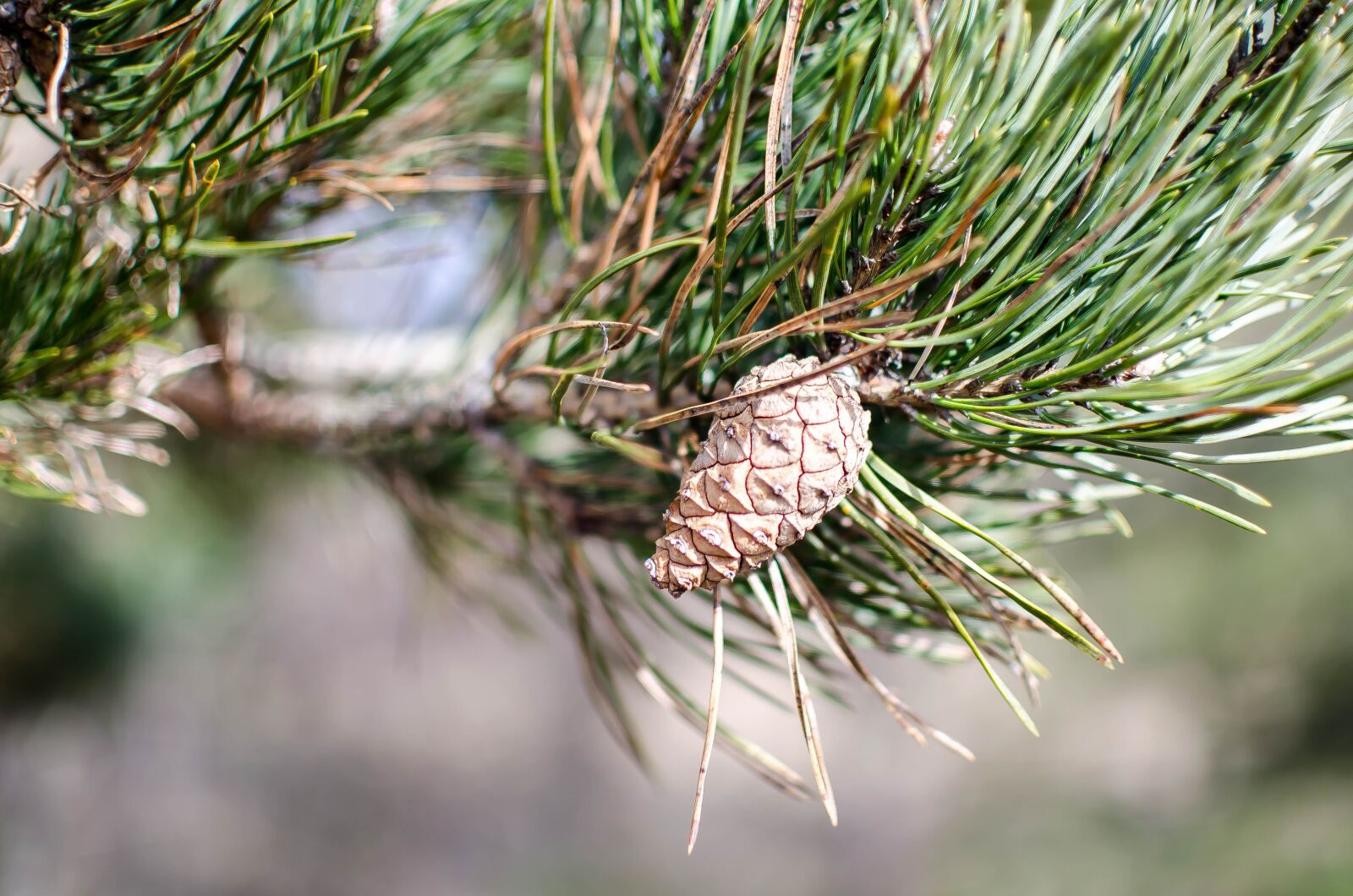 Nikon D5100 sample photo. Pinus sylvestris, tree, pine photography