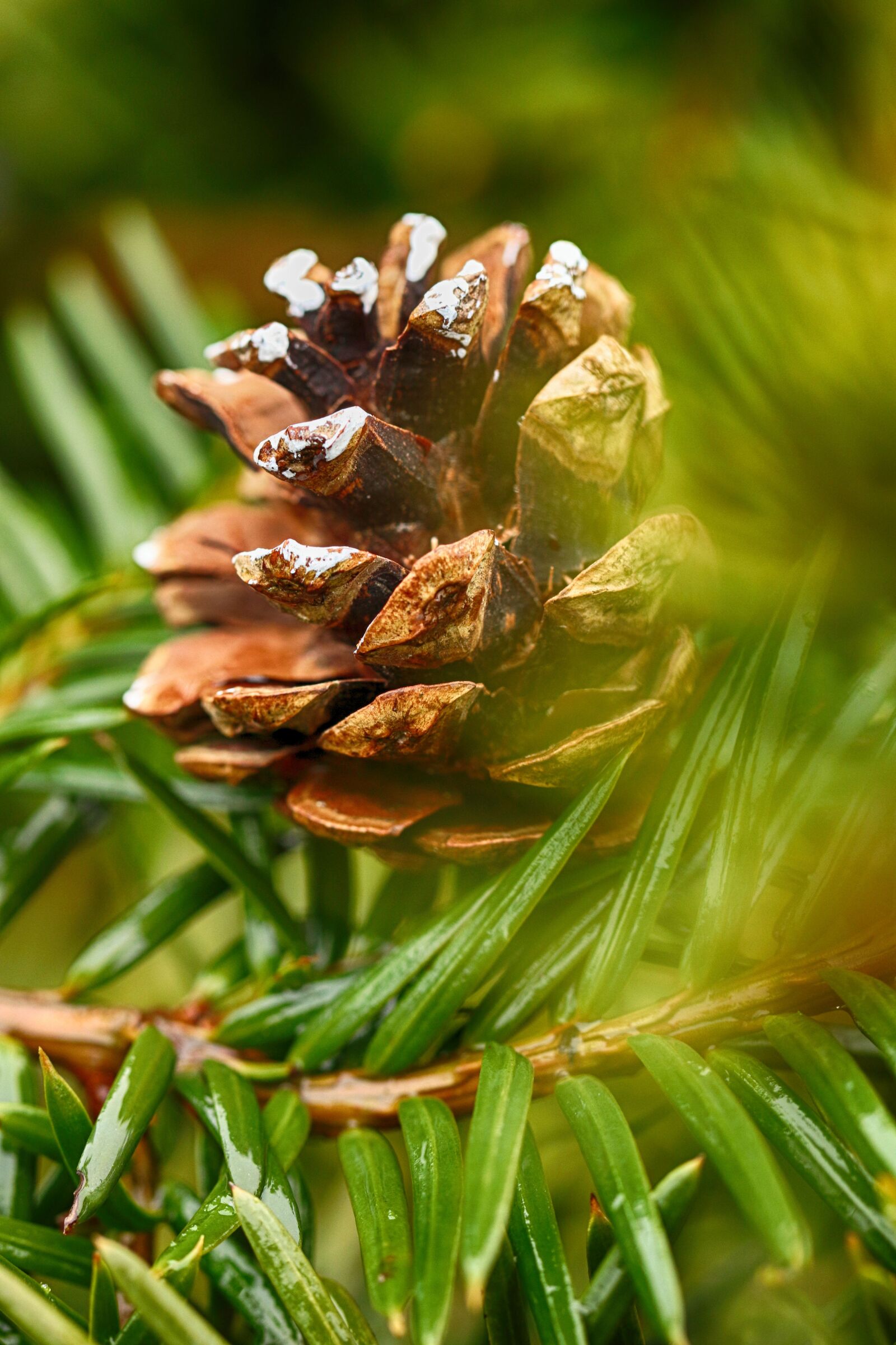 Canon EOS 7D Mark II sample photo. Cone, nature, tree photography