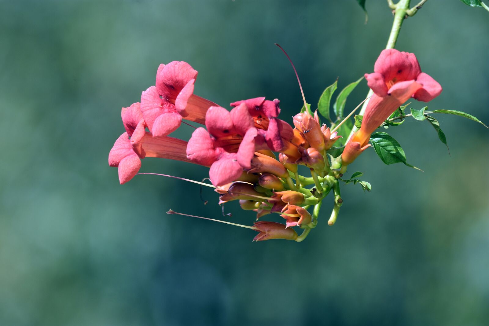 Nikon D3400 sample photo. Flower, flowers, nature photography