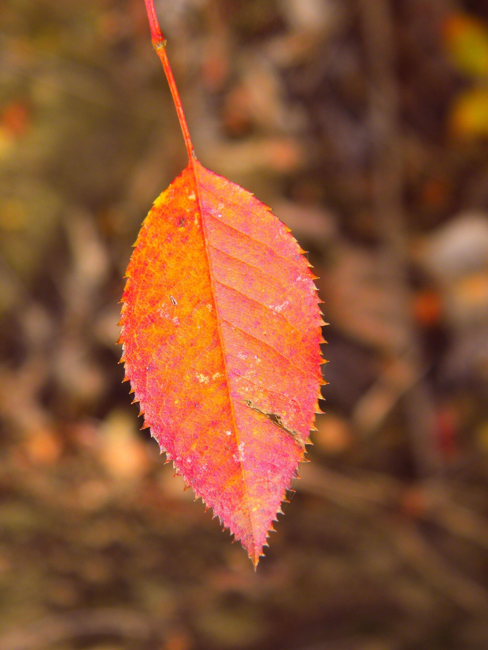 Olympus SP600UZ sample photo. Leaf, fall, nature photography