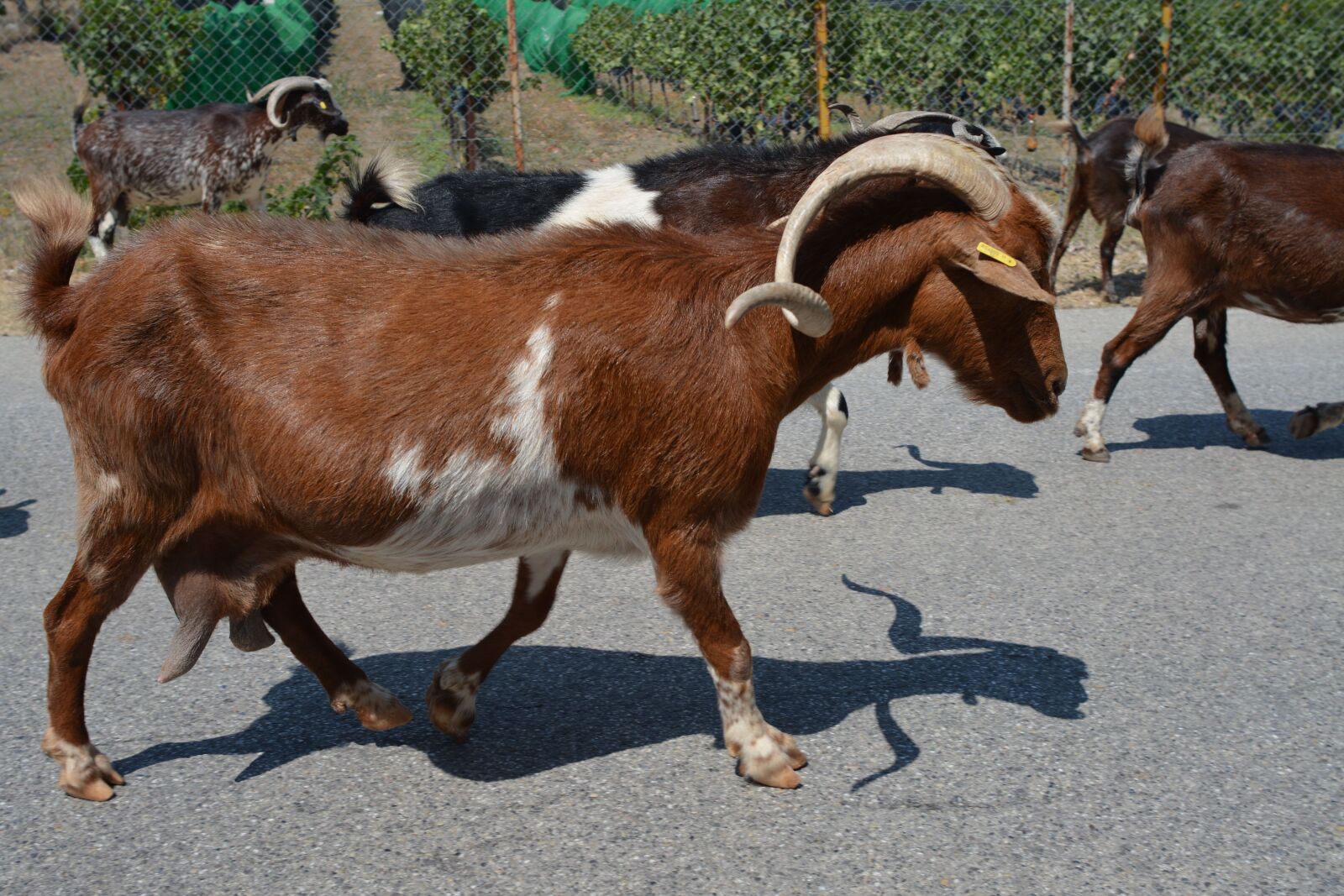Nikon D7100 sample photo