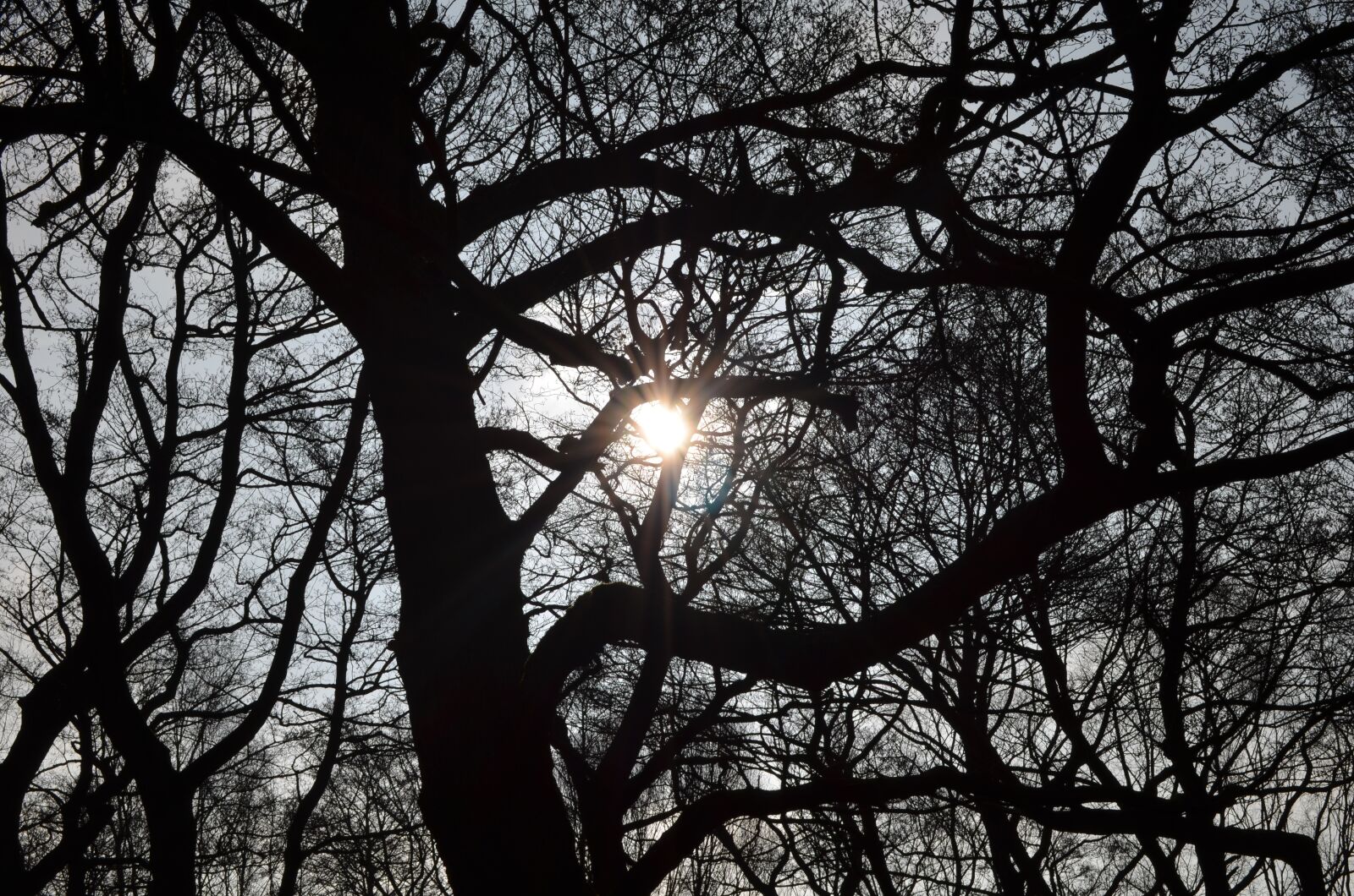 Nikon D5100 sample photo. Lens flare, sun, tree photography
