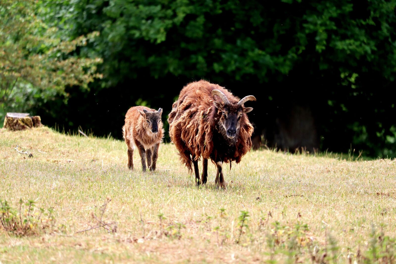 Canon EOS M50 (EOS Kiss M) sample photo. Goat, animal, nature photography