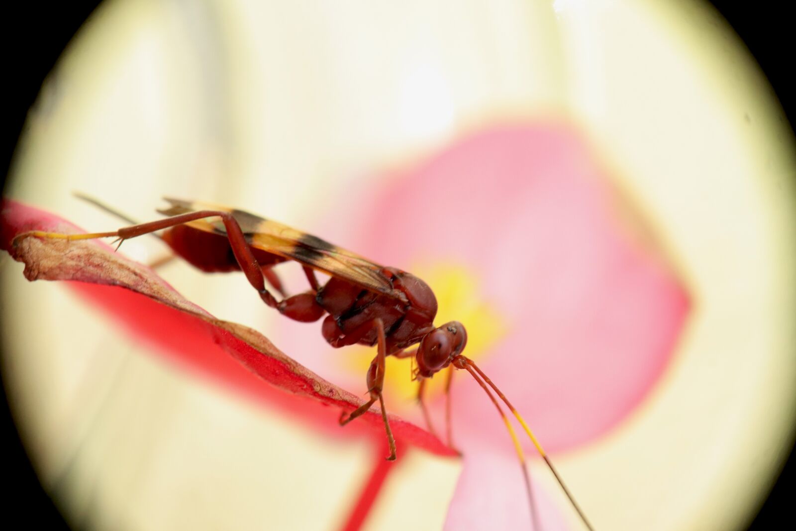 Canon EOS M50 (EOS Kiss M) sample photo. Wasp, red, insects photography