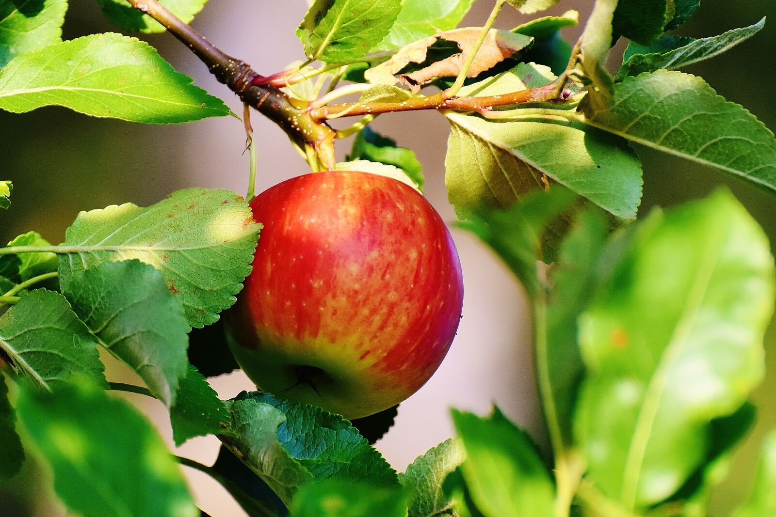 Nikon D7200 sample photo. Apple, tree, fruit photography