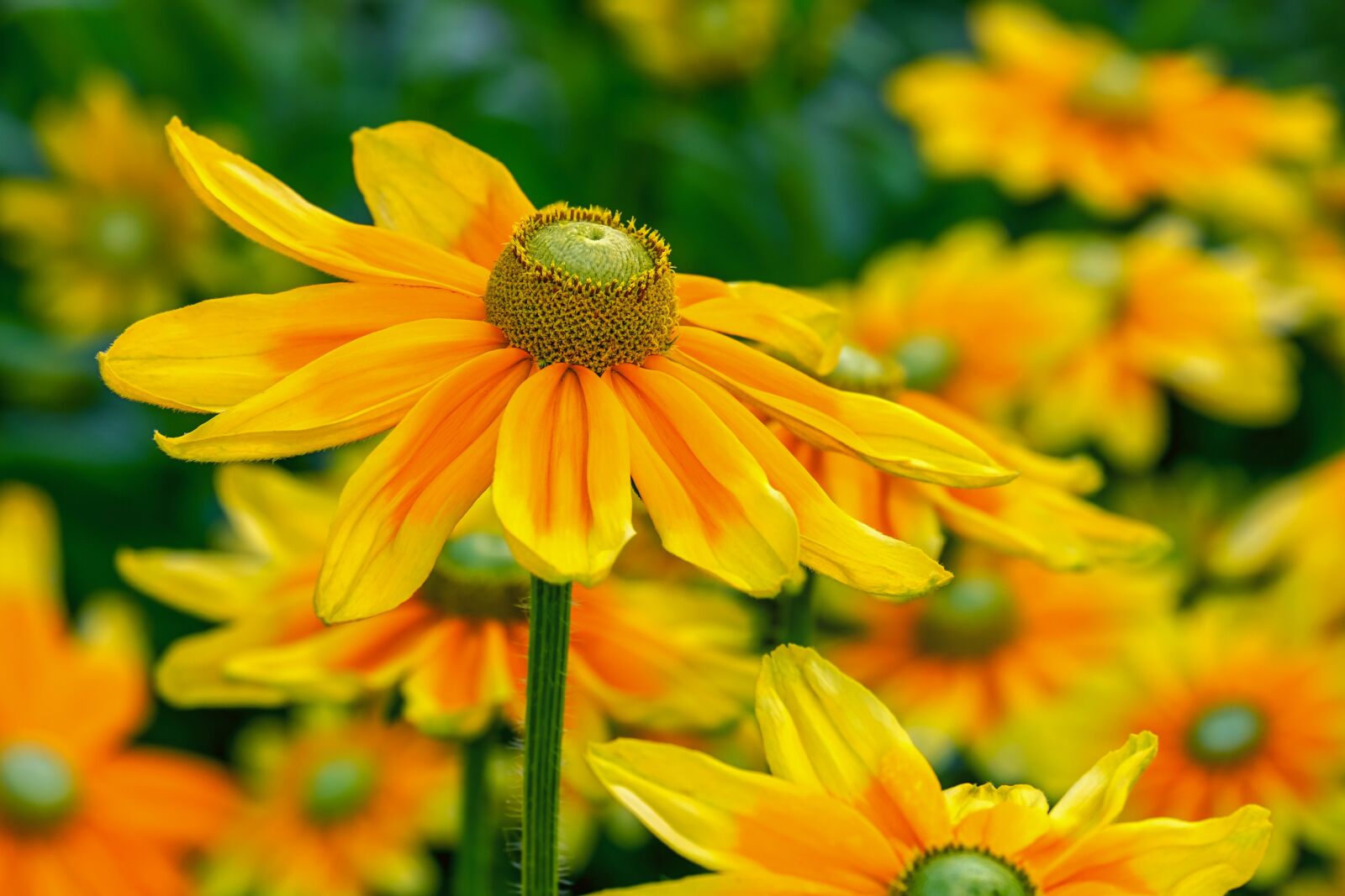 Fujifilm XF 55-200mm F3.5-4.8 R LM OIS sample photo. High hat, rudbeckia nidita photography