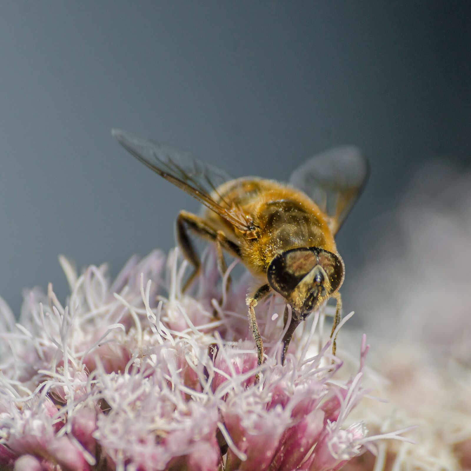 Nikon D7000 sample photo. Macro, close, bee photography