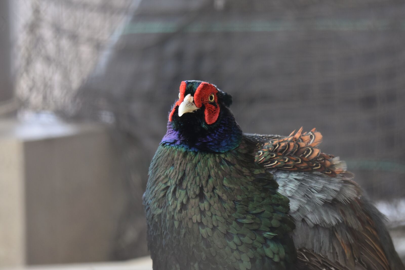 Nikon D7200 sample photo. Animal, bird, outside photography