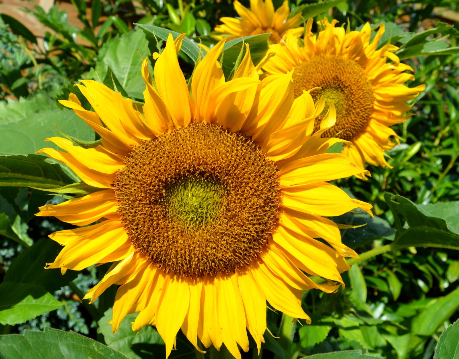 Nikon D3200 sample photo. Sunflower, blossom, bloom photography