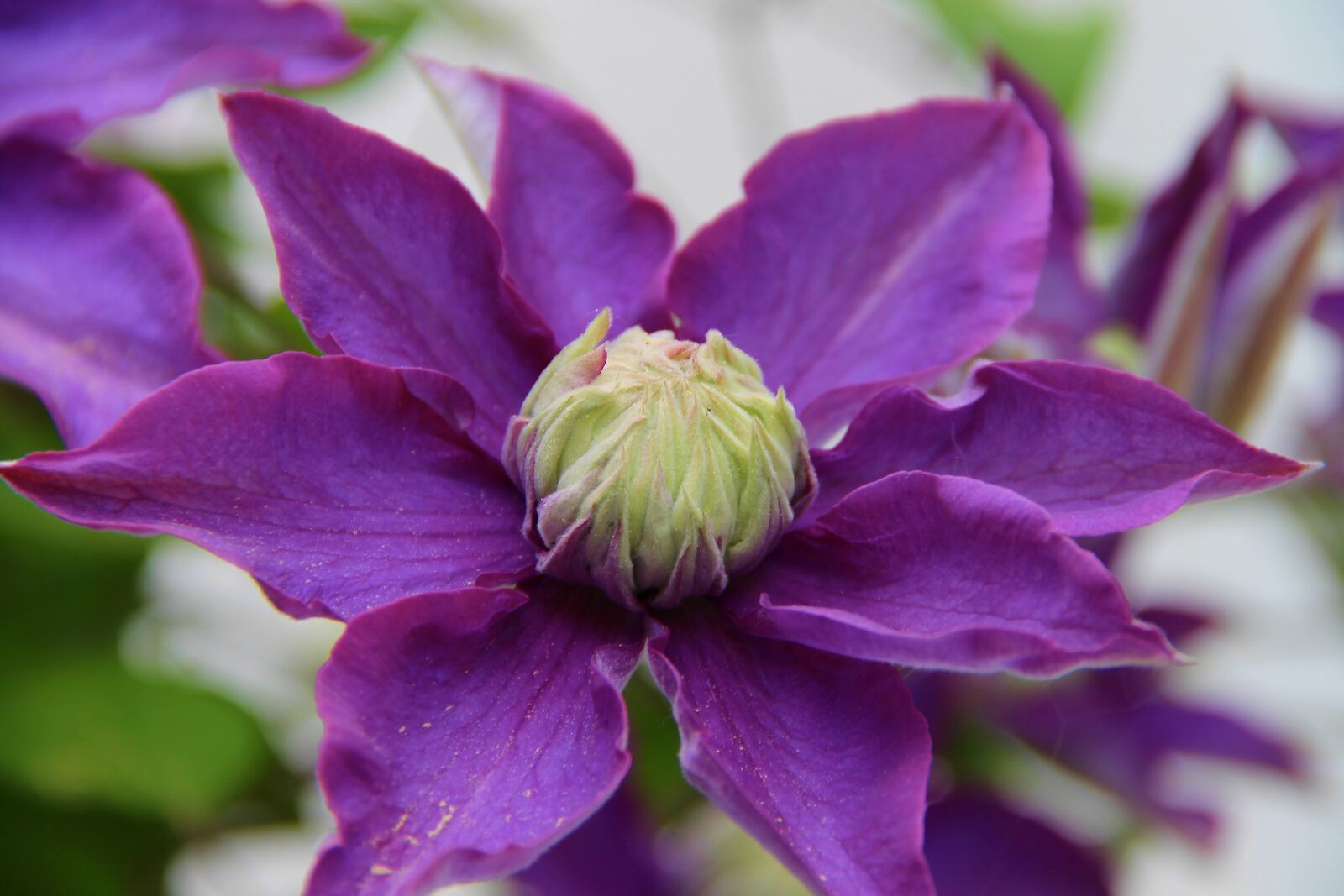 Canon EOS 1100D (EOS Rebel T3 / EOS Kiss X50) sample photo. Clematis, blossom, bloom photography