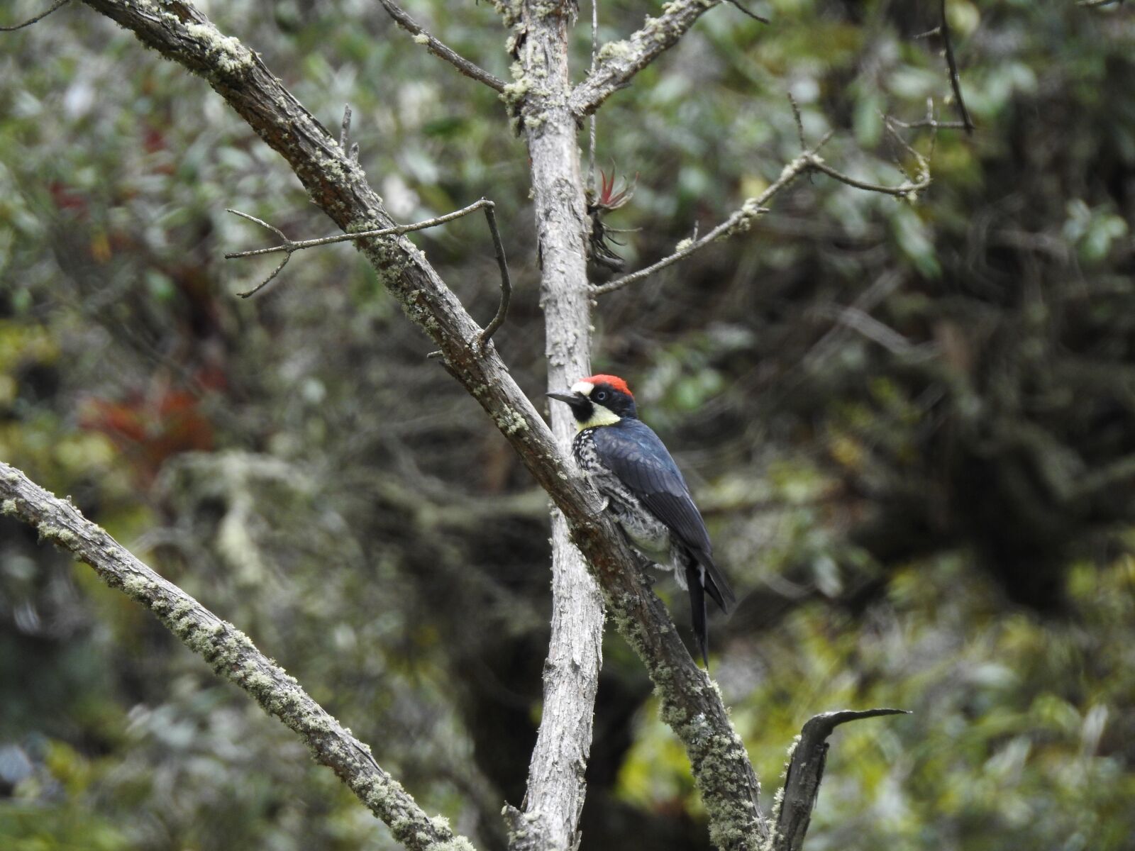 Nikon Coolpix P900 sample photo. Bird, woodpecker, carpenter photography