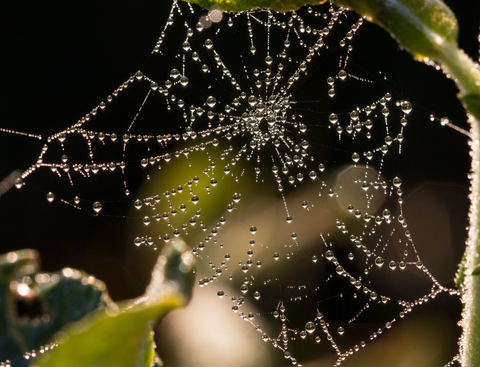 Canon EF 100mm F2.8L Macro IS USM sample photo. Cobweb, dew, drip photography