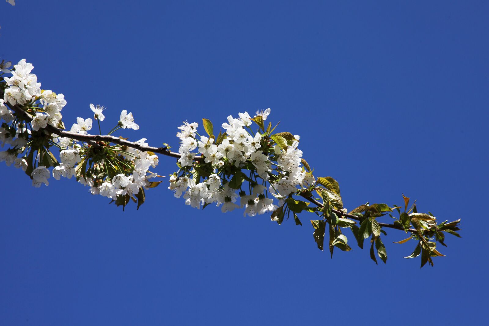 Canon EOS 5D Mark II sample photo. Flowering cherries, cherry, blue photography