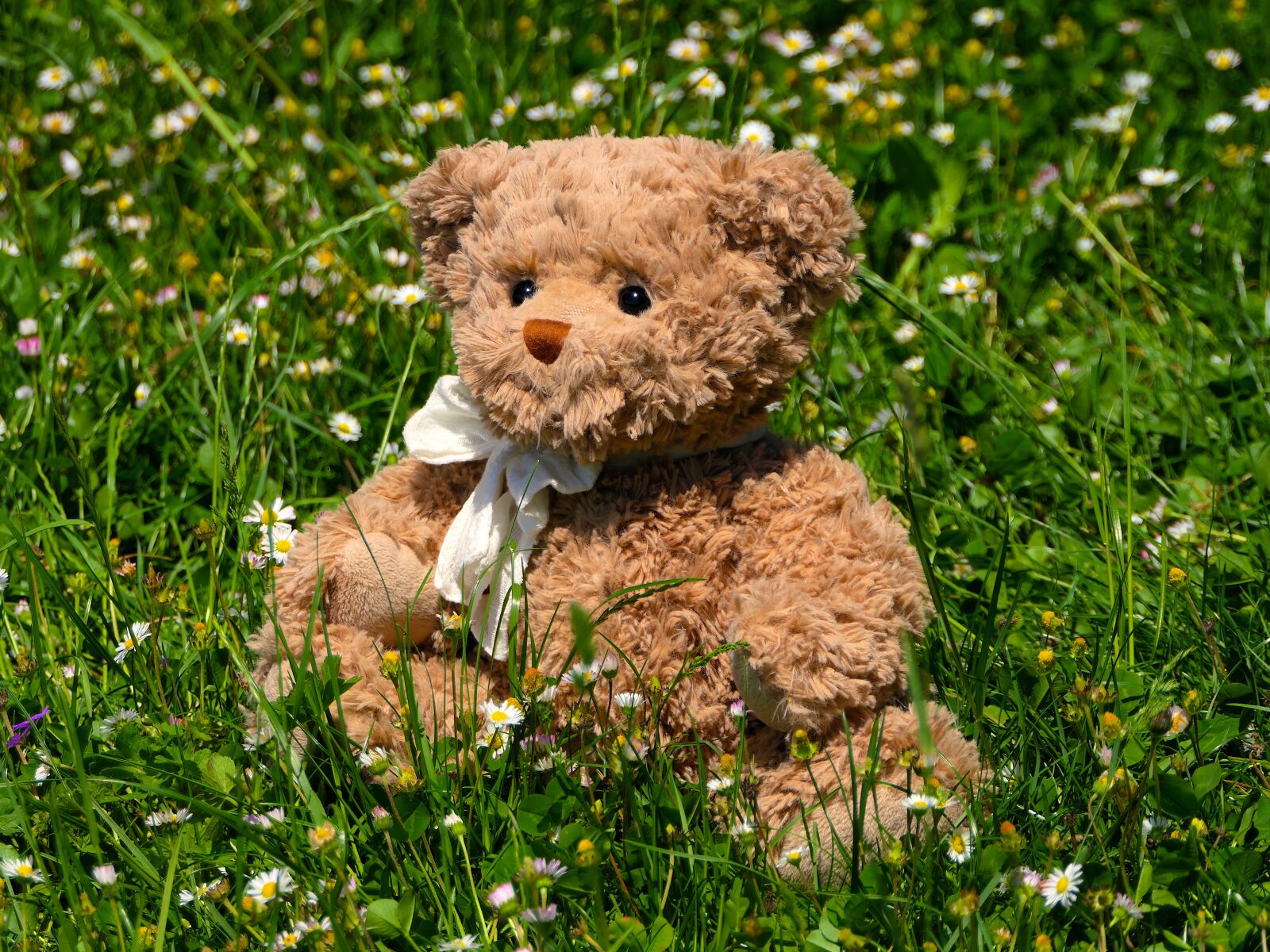 Panasonic Lumix DMC-FZ2500 (Lumix DMC-FZ2000) sample photo. Plush, bear, grass photography