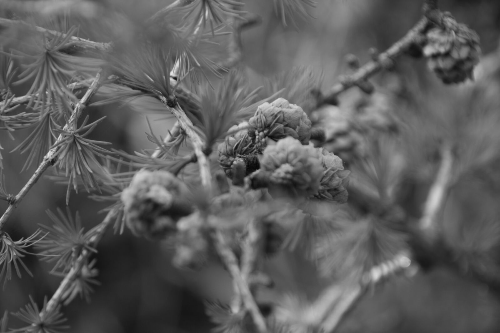 Canon EOS 400D (EOS Digital Rebel XTi / EOS Kiss Digital X) sample photo. Branch, tree, conifer photography