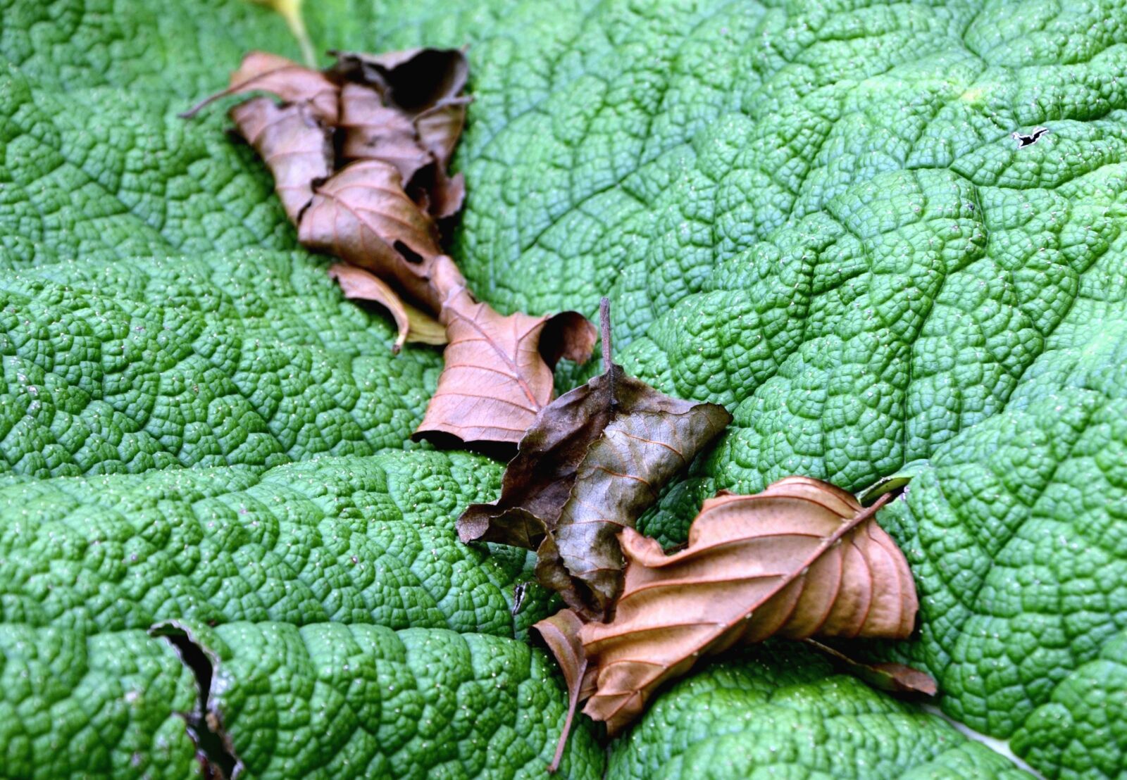 Nikon D5100 sample photo. Leaf, dry, green, nature photography