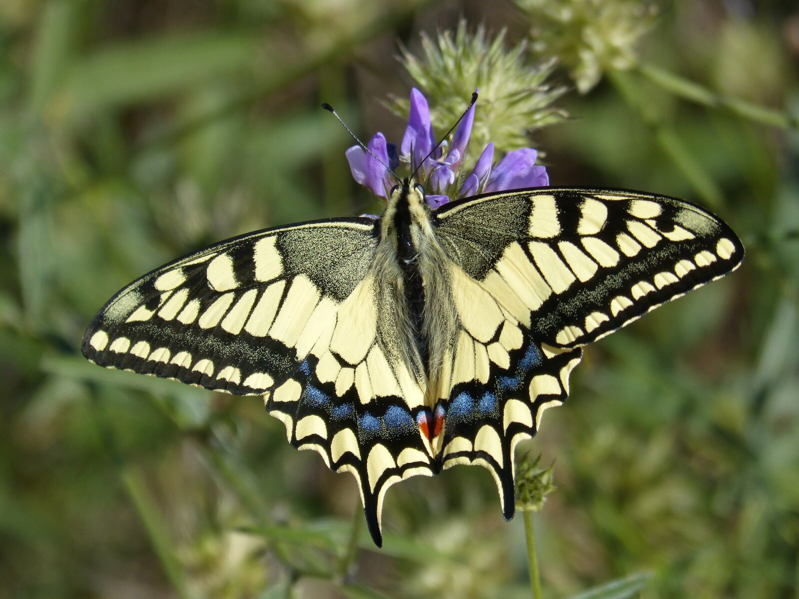 Panasonic DMC-FZ62 sample photo. Machaon, butterfly queen, papilio photography