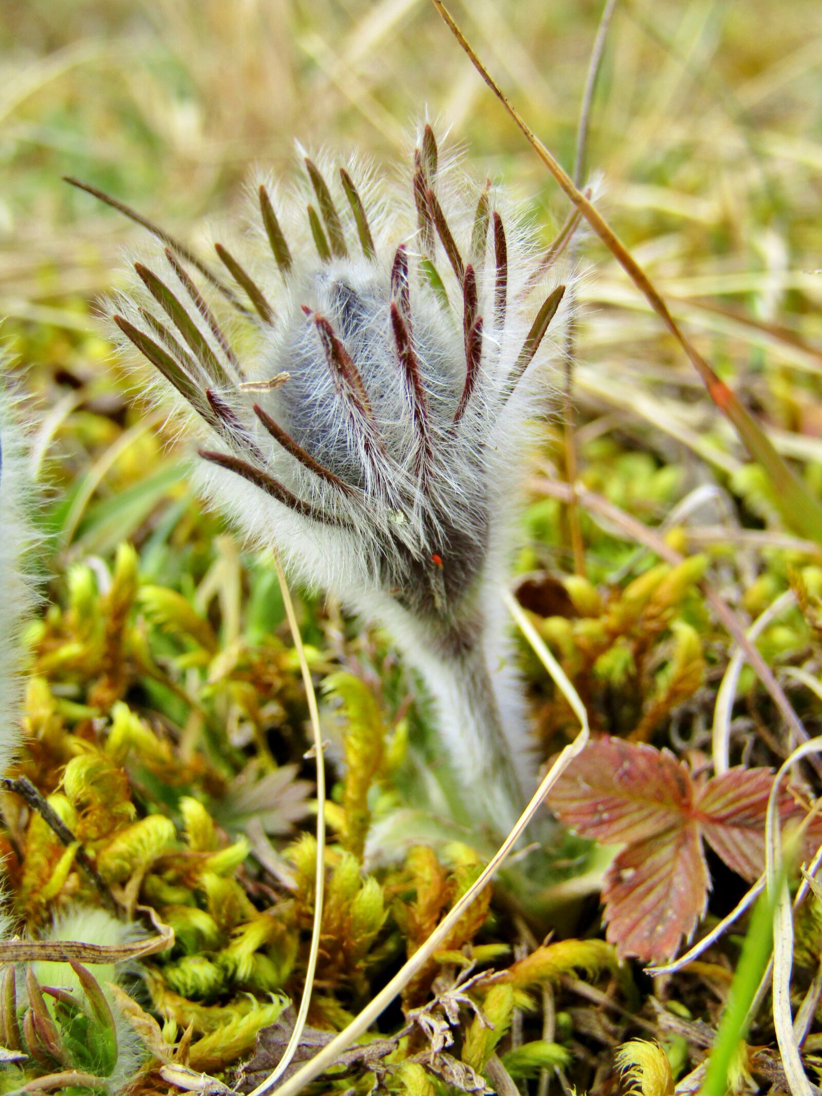Canon POWERSHOT SX432 IS sample photo. Pasque flower, pasqueflower, bud photography