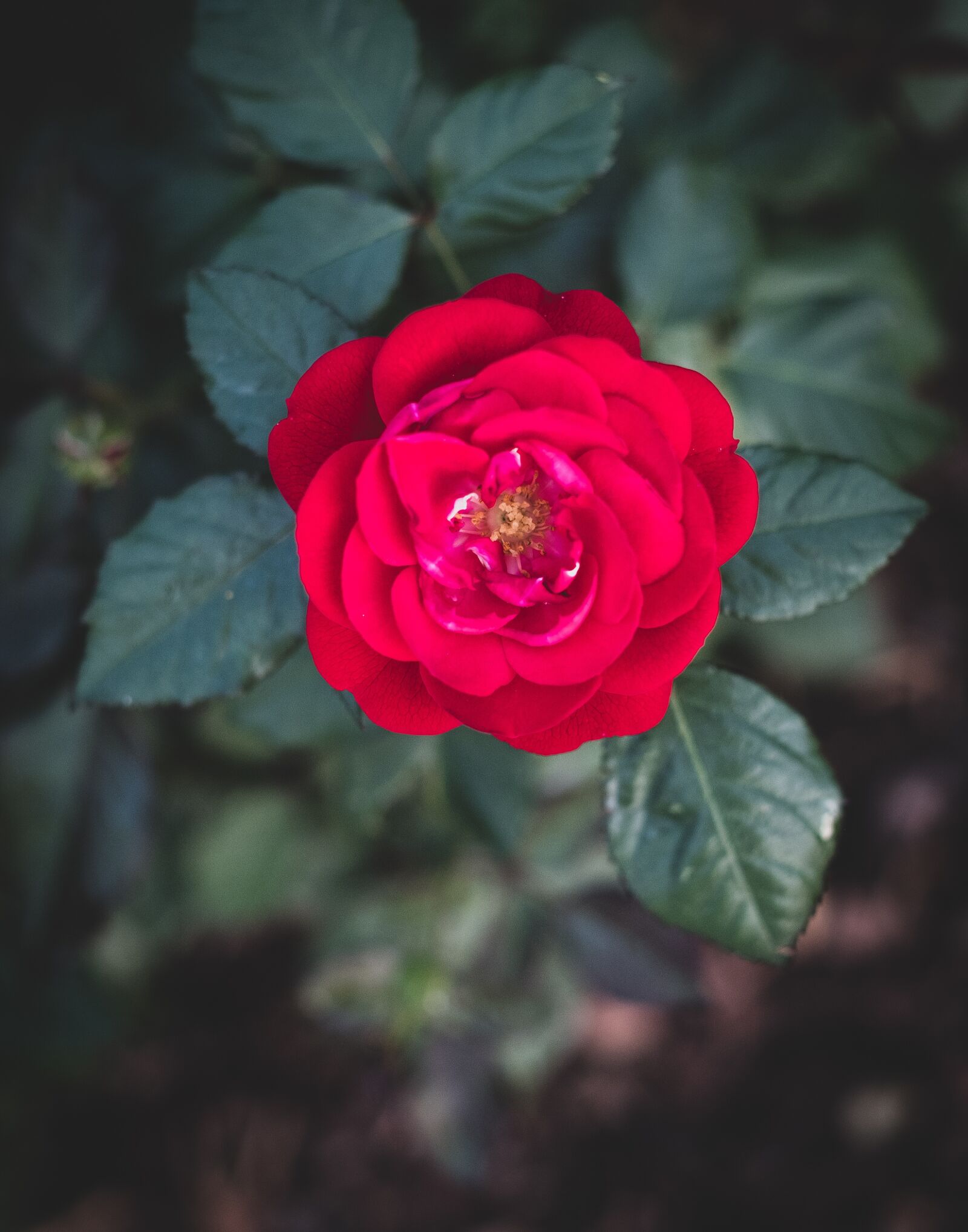Fujifilm X-T2 + Fujifilm XF 56mm F1.2 R sample photo. Rose, bloom, flower photography